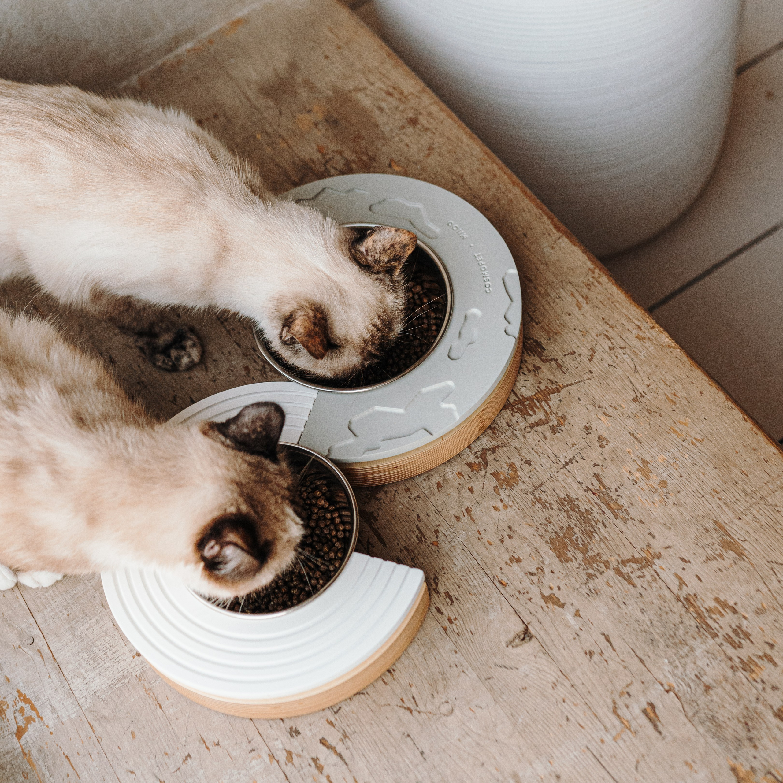 Cosmodog. Миски и лакомства. Семейный фотограф анималист Ананьева Мария — Москва