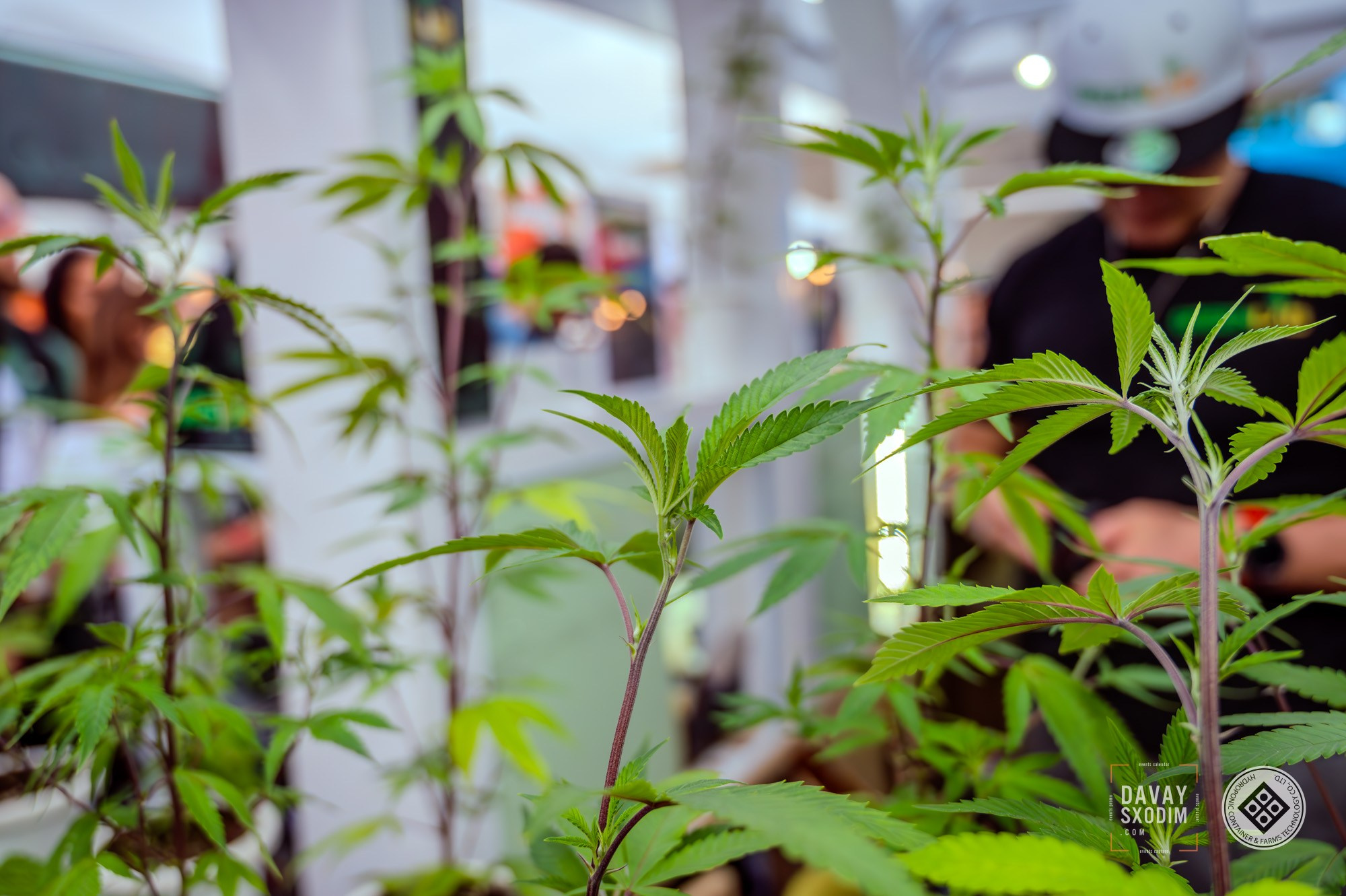 The Phuket Cannabis Cup 2025 Patong. Photo & Video production, in Bishkek, Kyrgyzstan