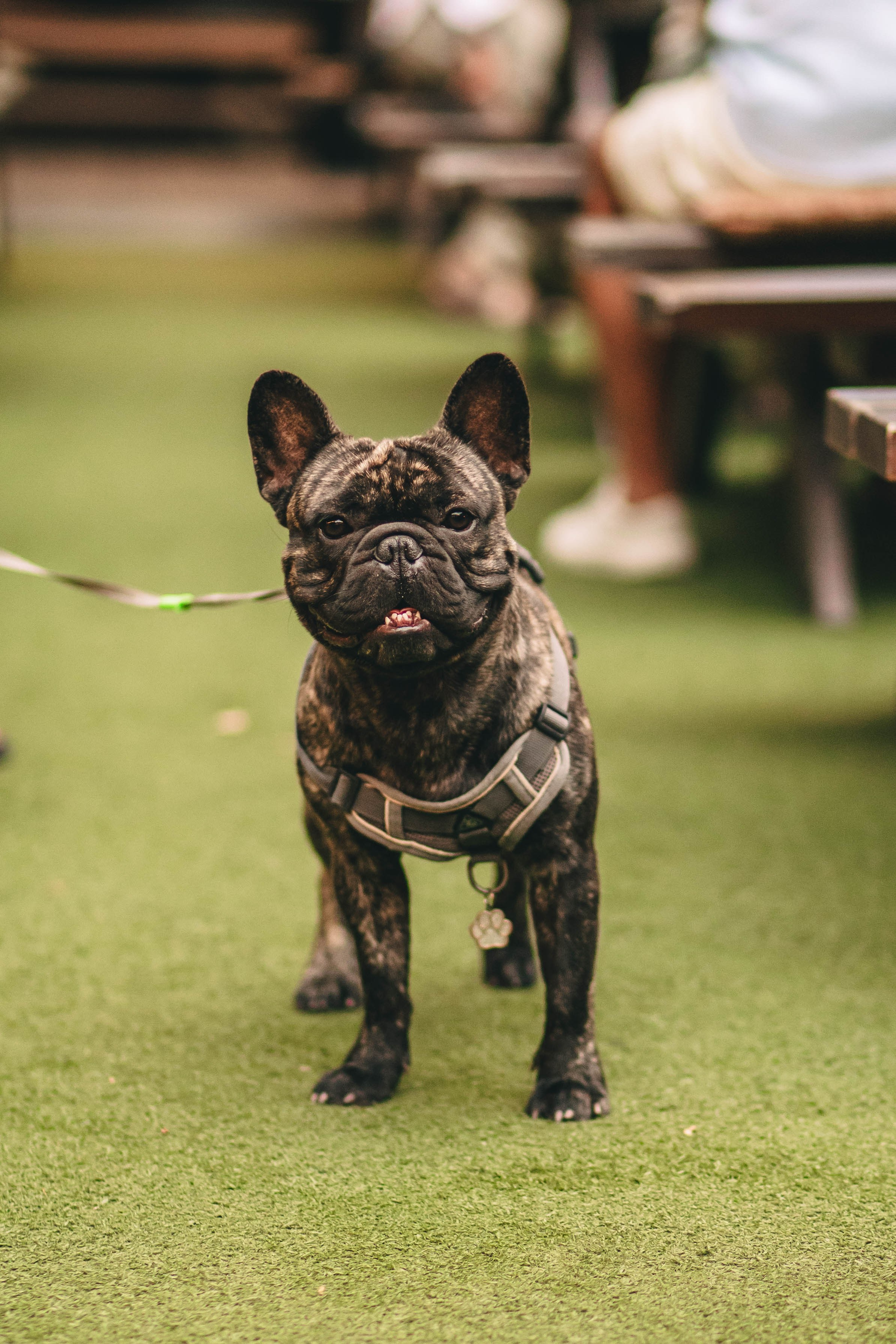 Pet-Party + Live-music |Парк Культуры. Фотограф в Ставрополе Алина Клочкова