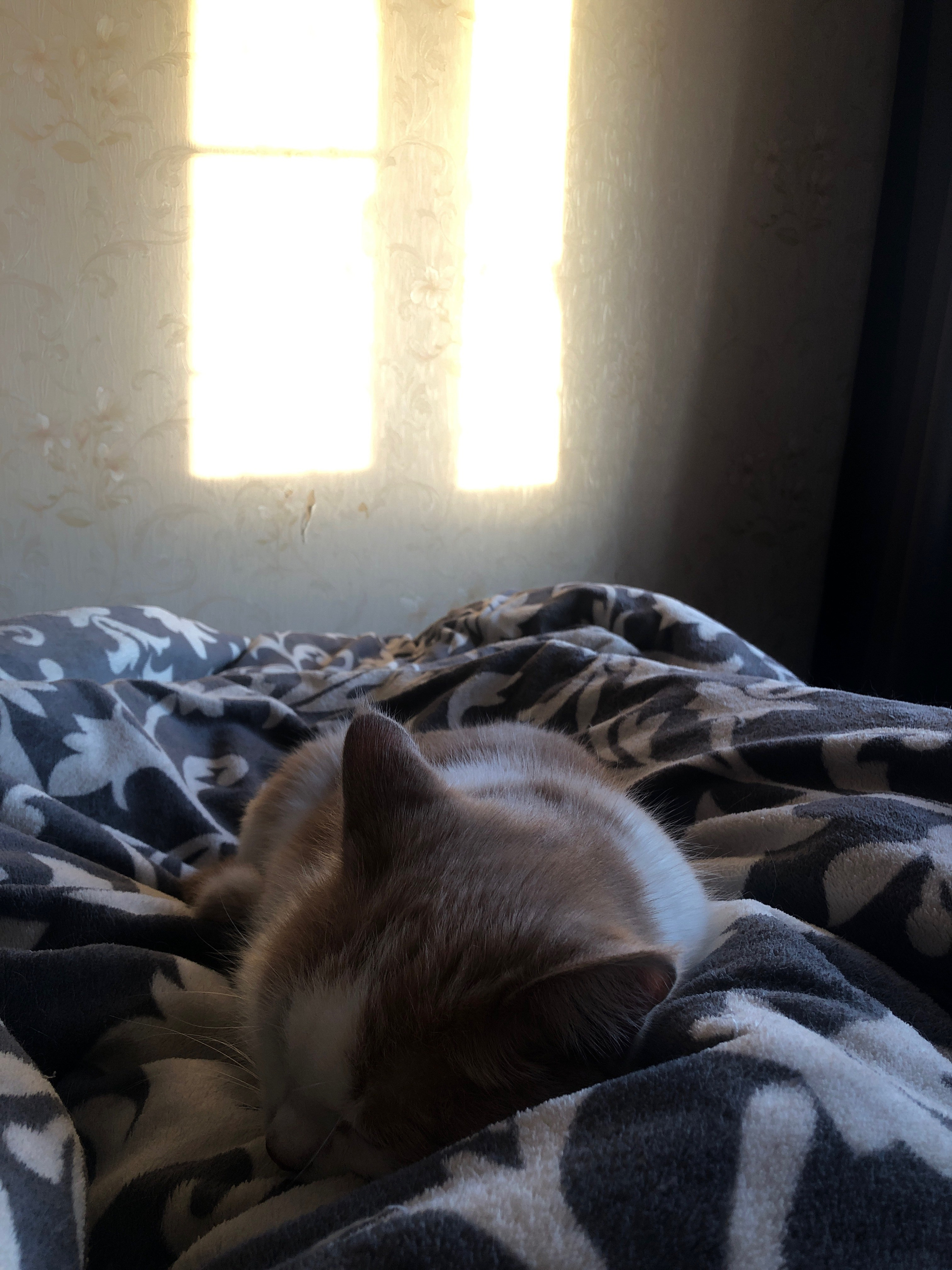 Ноябрь. Семейный, Свадебный фотограф СПБ Питер— Романова Екатерина