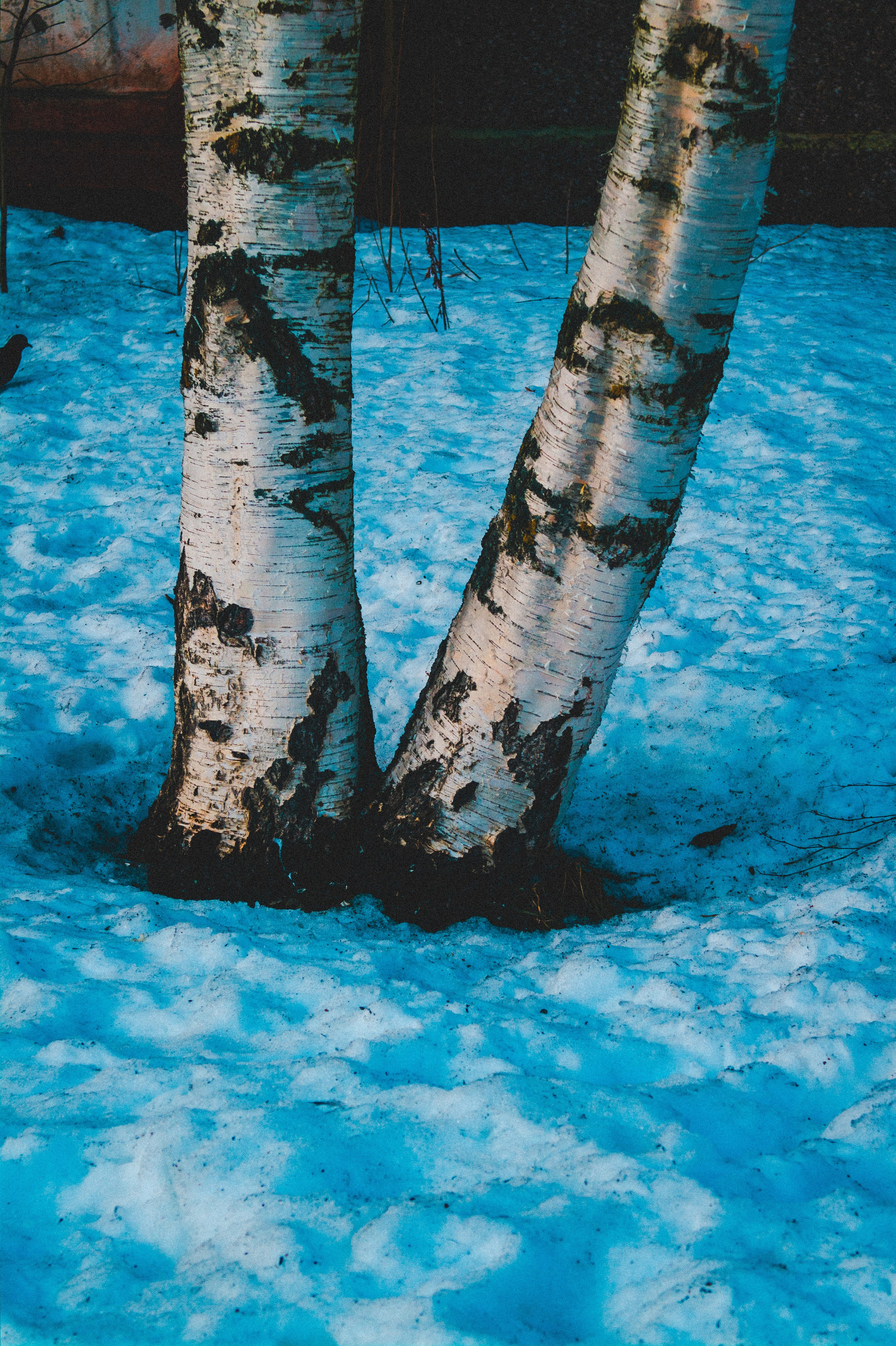 Remnants of Winter. Den Mirov — Photographer, Musician