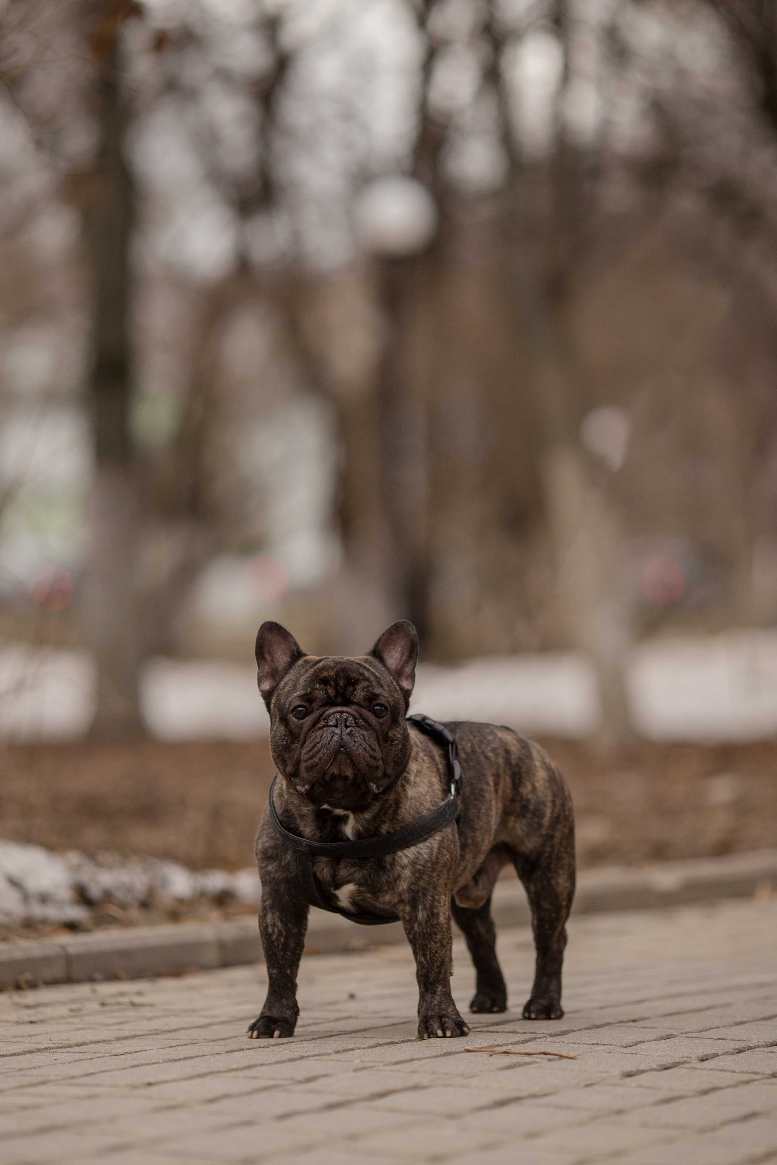 Фото французского бульдога