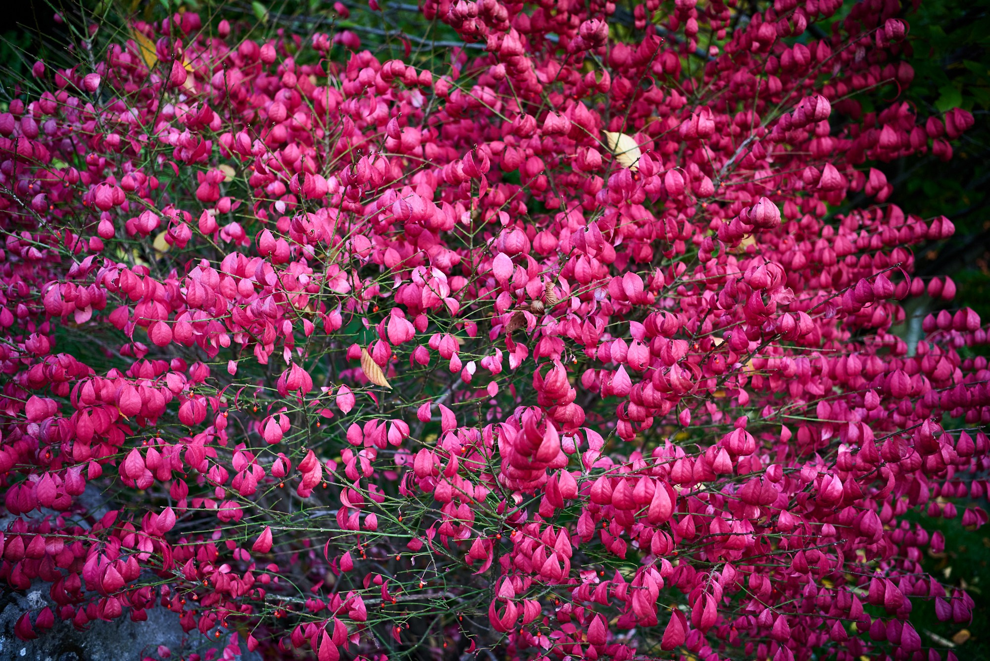 Фотограф в Москве Виктория Назаренко