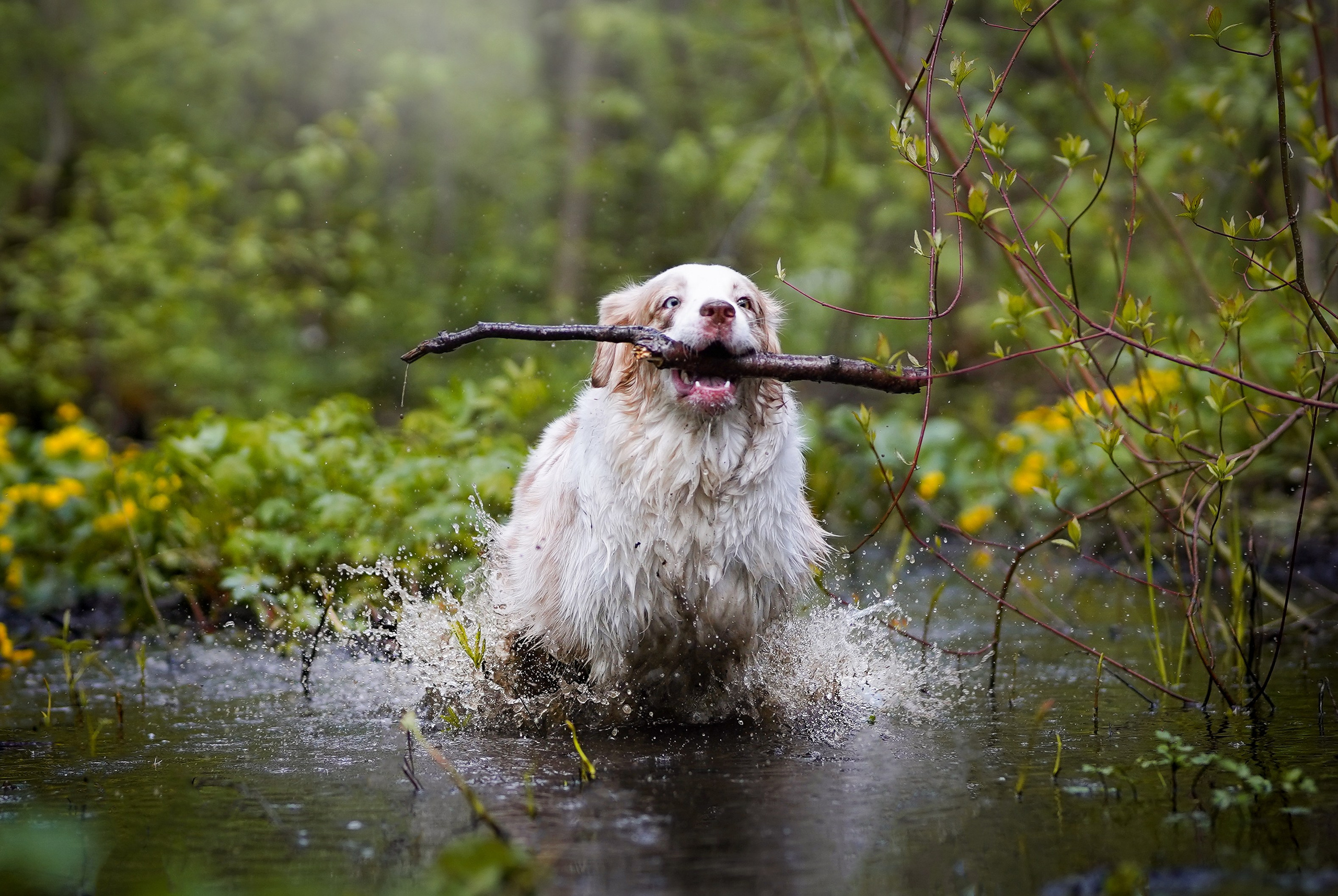 Рокки и Гермиона. Фотограф-анималист в Санкт-Петербурге Яна Мартынова