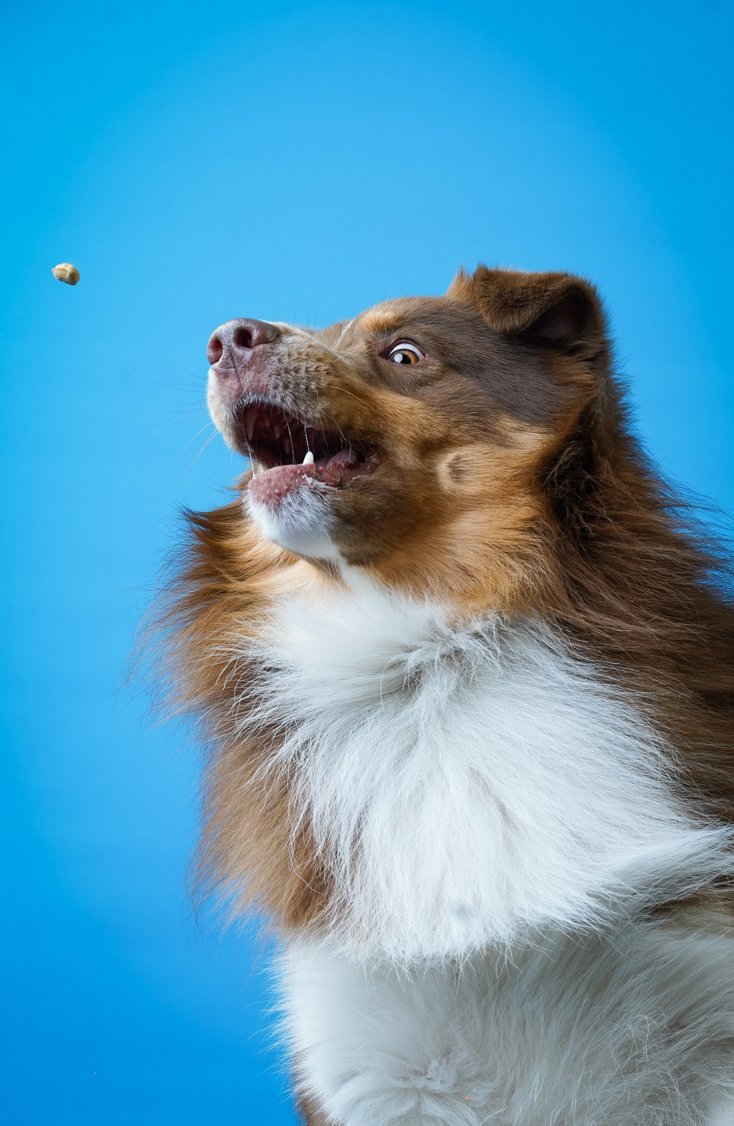 Аусси Рокки. Фотограф-анималист в Санкт-Петербурге Яна Мартынова