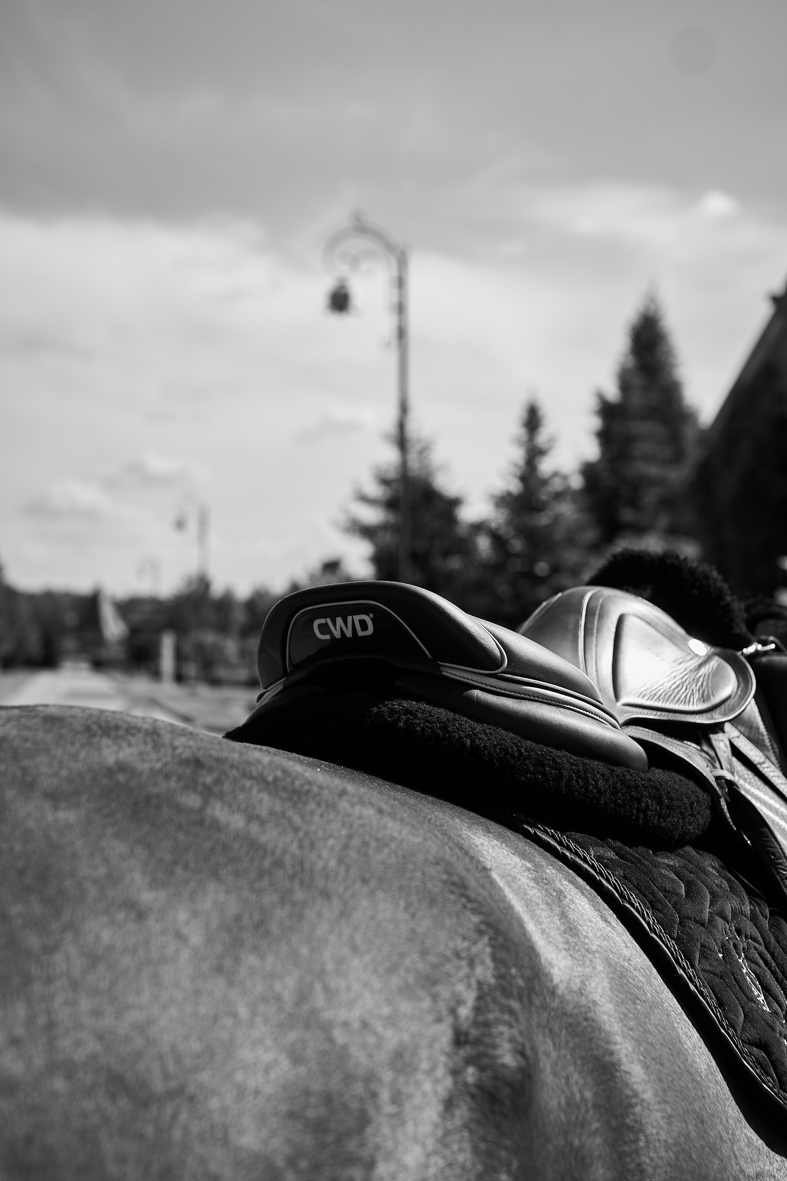 Алиса и Кон Челла В. Фотосессии с лошадьми в Москве, Новосибирске