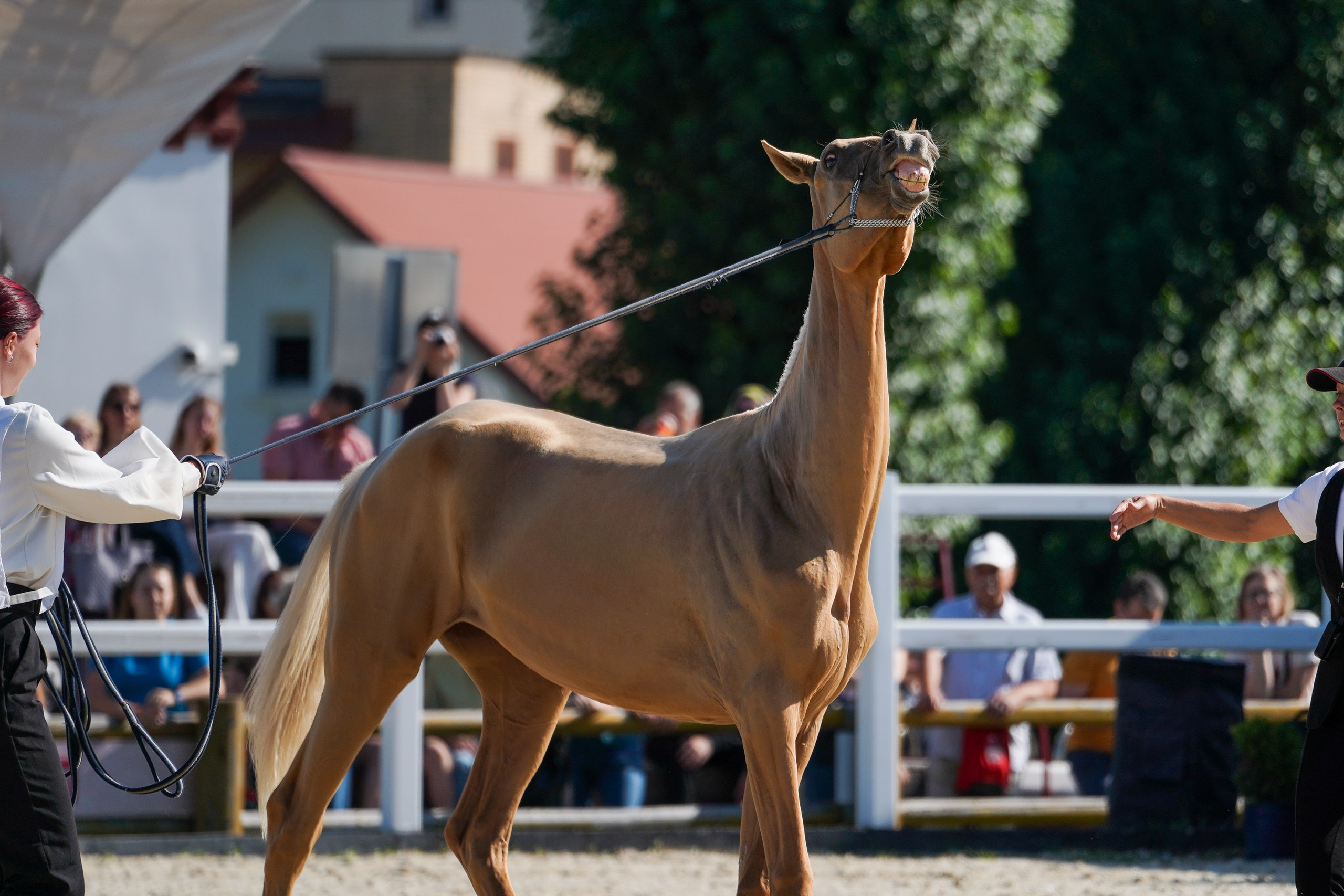 Чемпионат лошадей чистокровной ахалтекинской породы «КУБОК РОССИИ — 2024». Фотограф-анималист, портретный фотограф в Чебоксарах Мария Садыкова