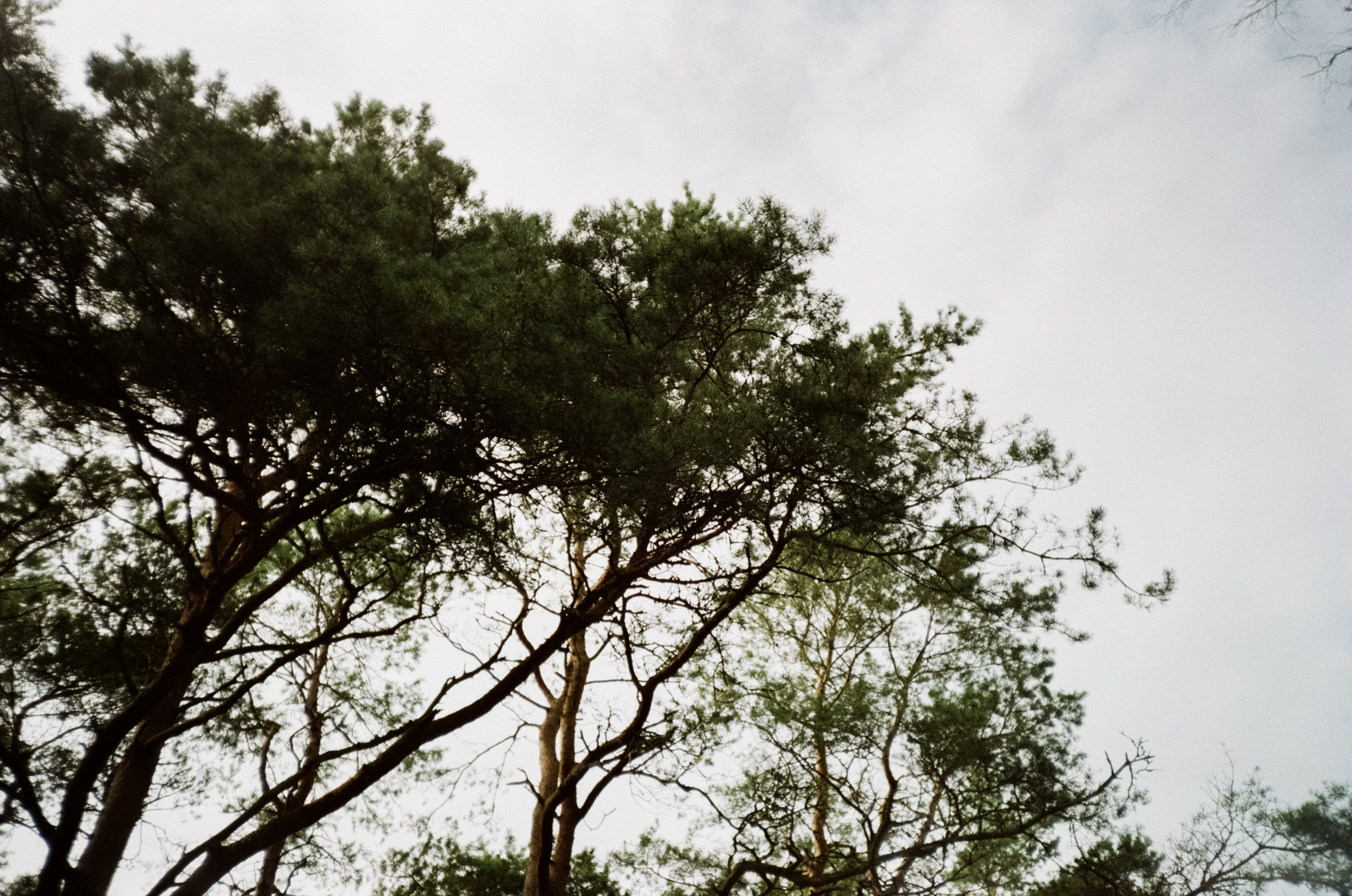 Танцующий лес на Куршской косе. Маяк и корабли в Балтийске. Фотограф-документалист Мария Осокина