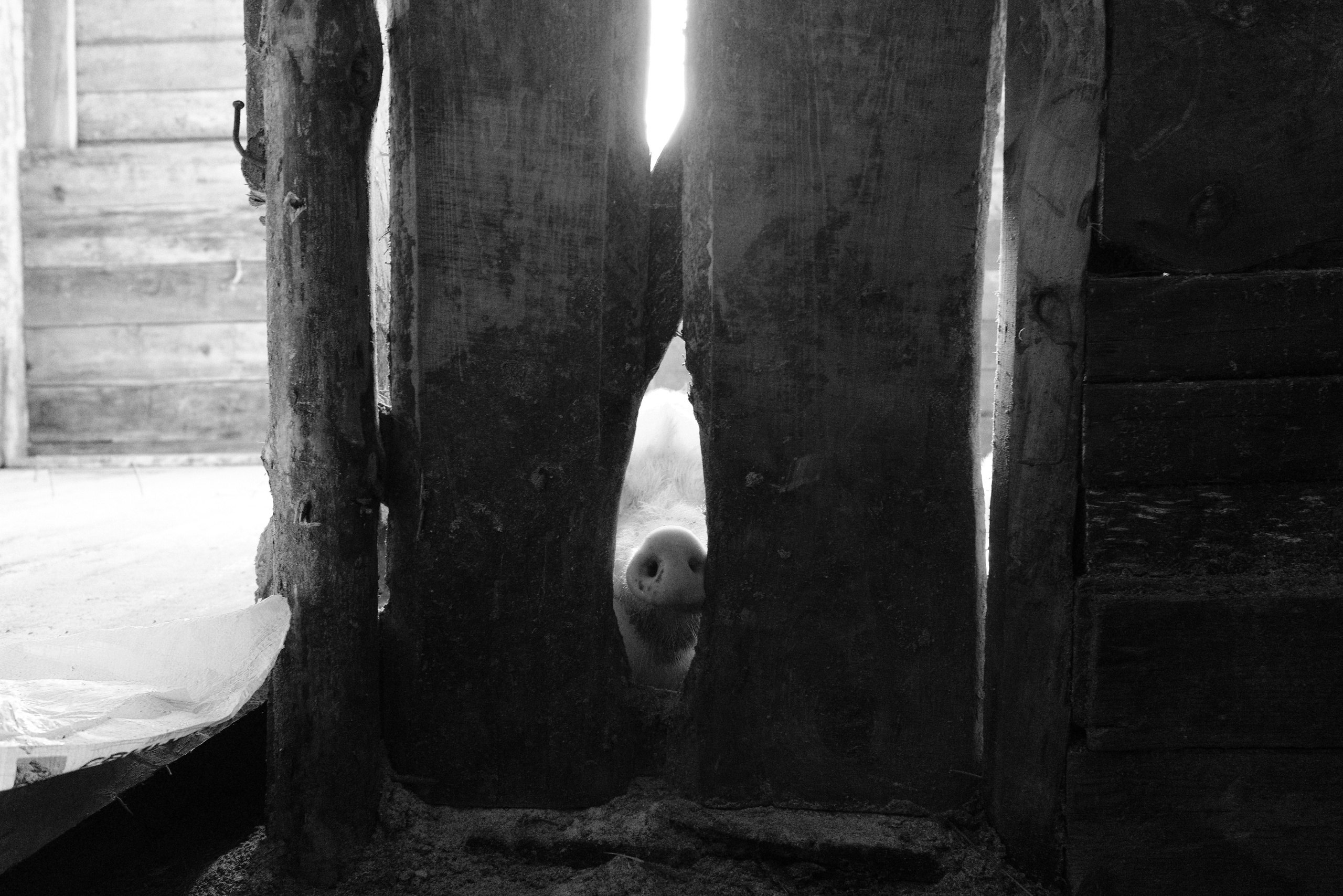 Сухобузимский 25.05-22.06.2025. Фотострелка