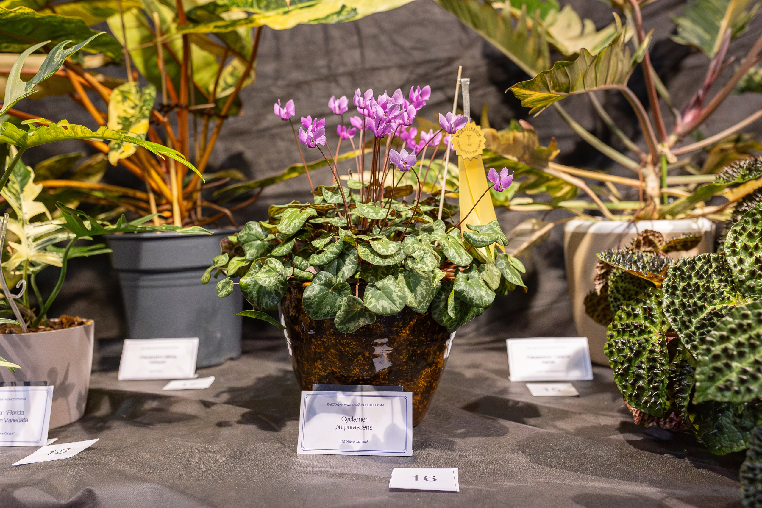 Монстериум апрель 2026. Александра Куликова фотограф, Москва