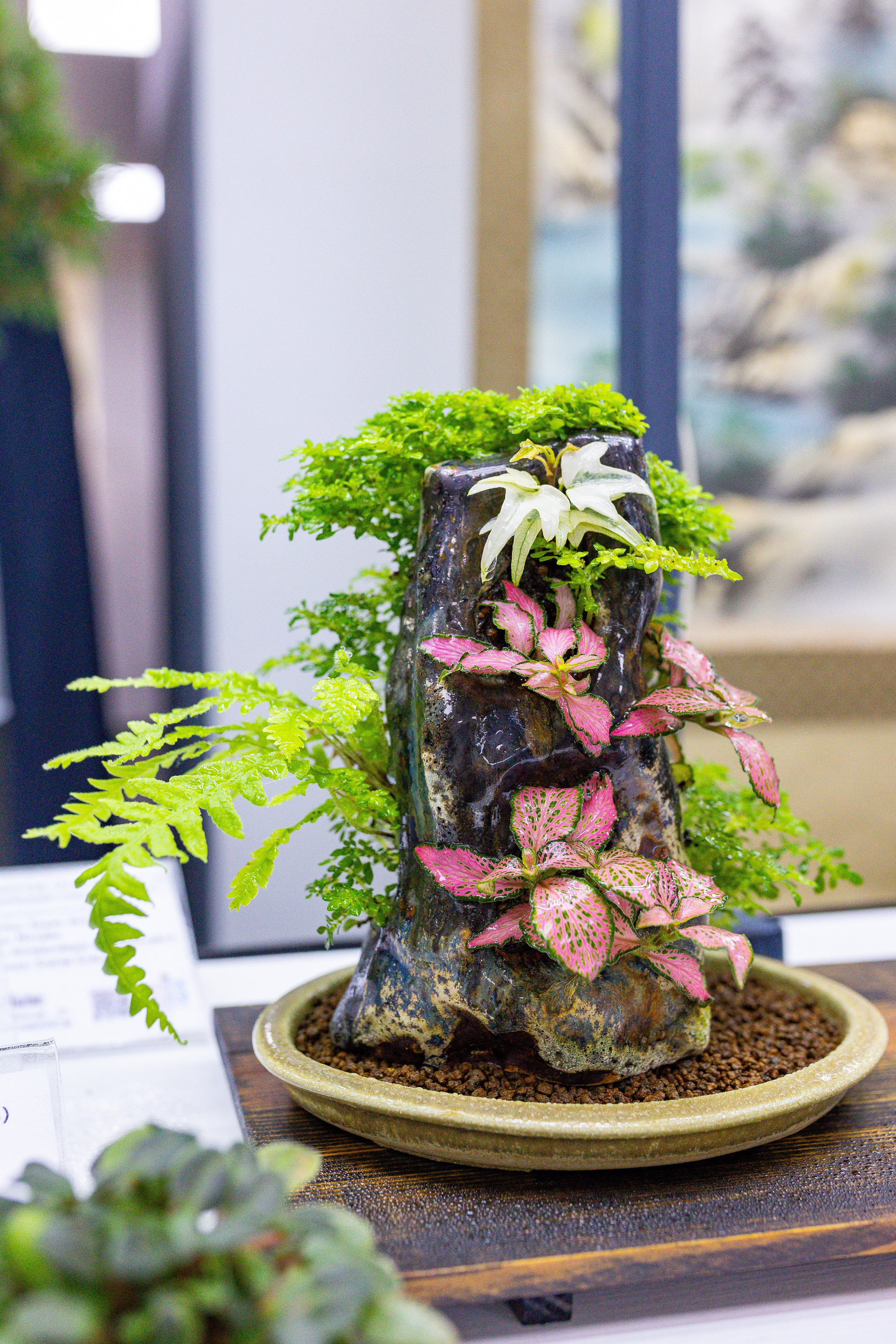 Орхидиум сентябрь 2025. Александра Куликова фотограф, Москва