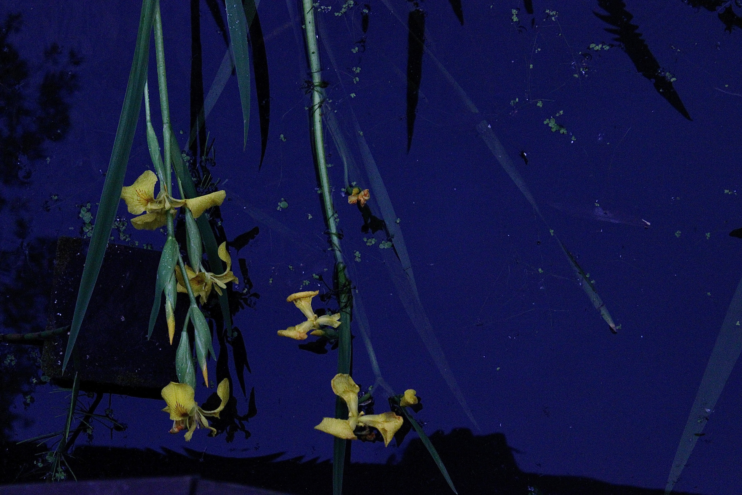 My beautiful days / Moscow 2024. POLINA MÔMOT