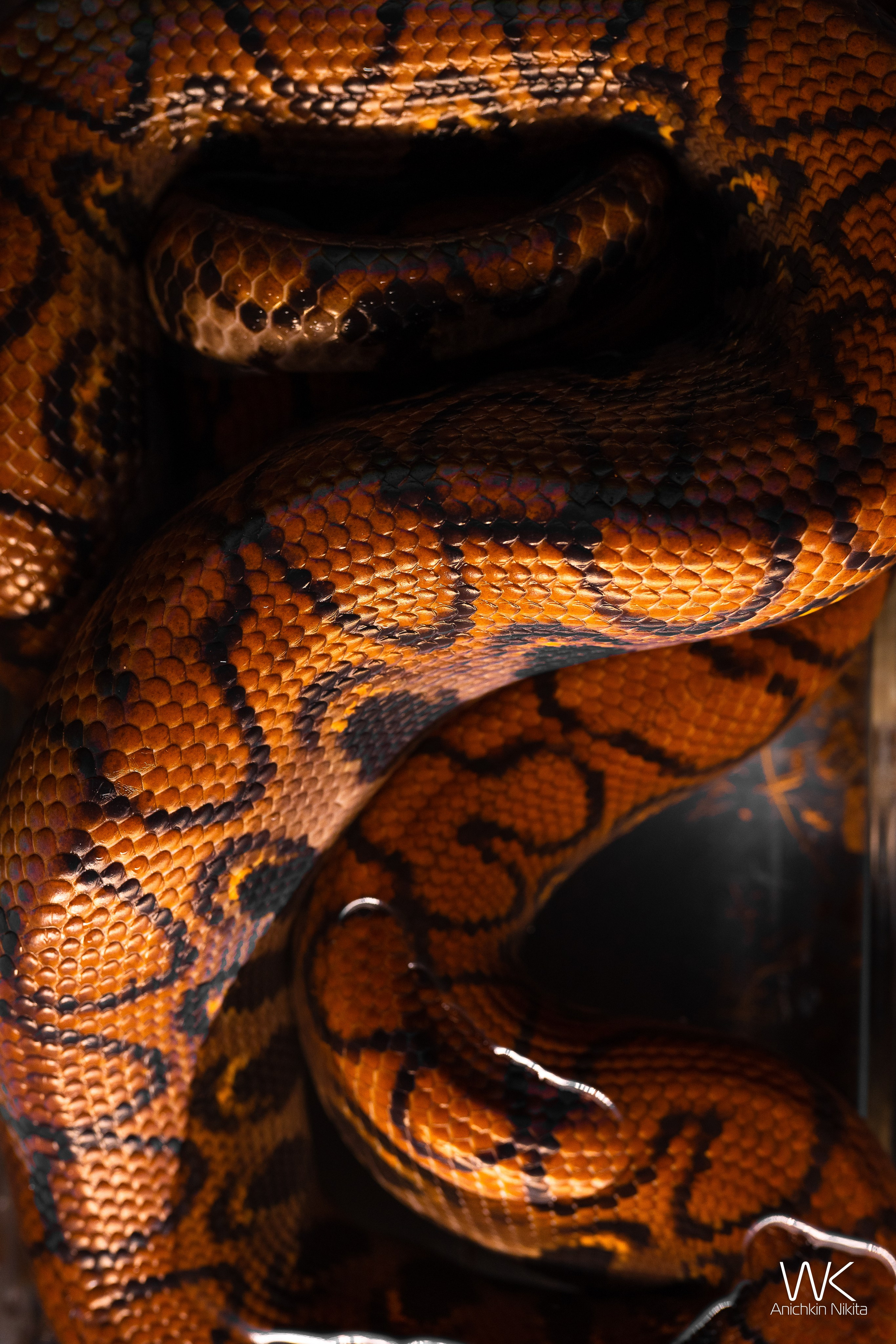 ЦВЕТНЫЕ ФОТОГРАФИИ. Никита Аничкин фото и видео оператор из России