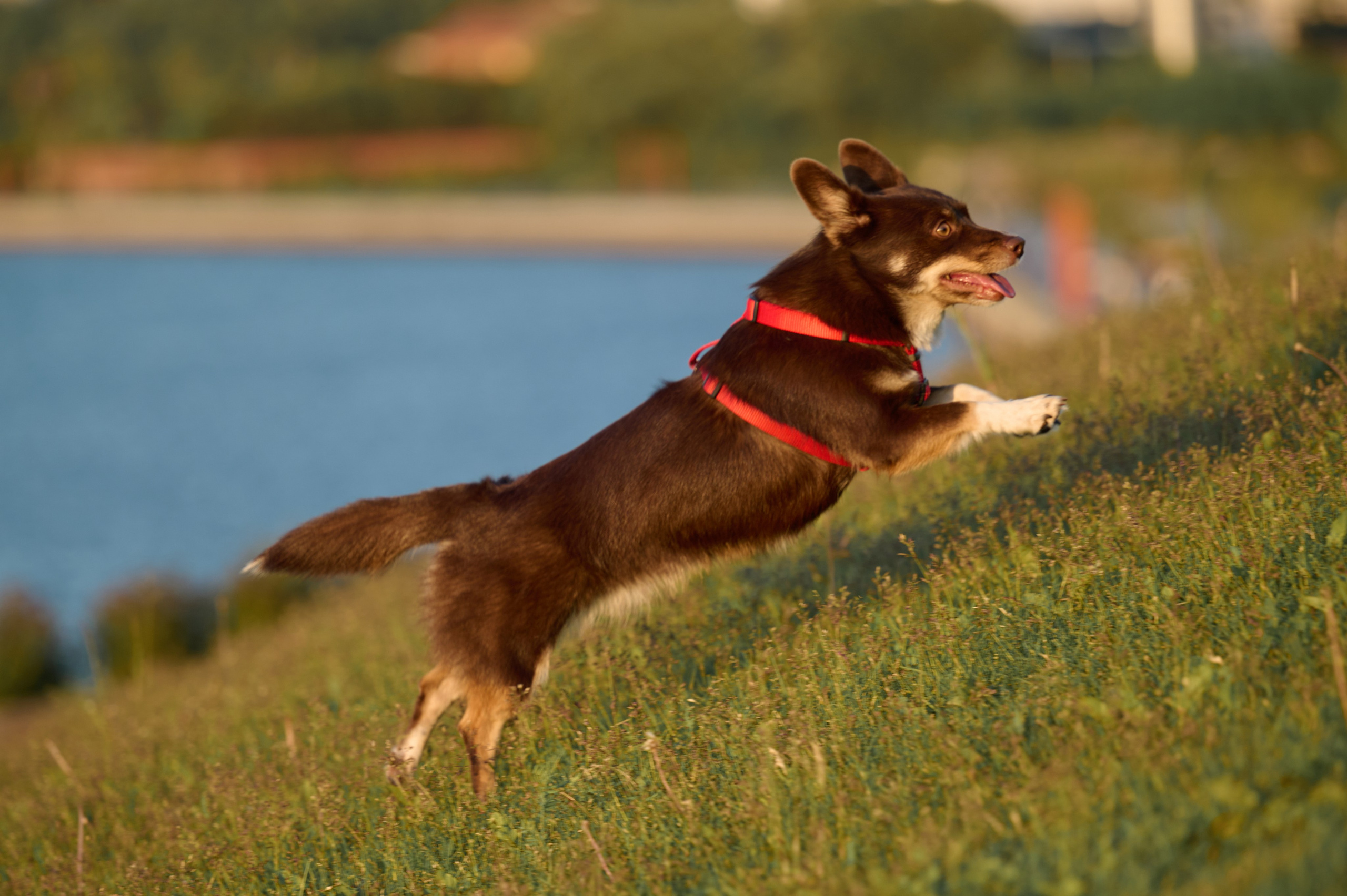 Ренита и Егор с Фокси и Пени. Фотограф анималист в Казани Алина Сулейманова. Фотограф животных