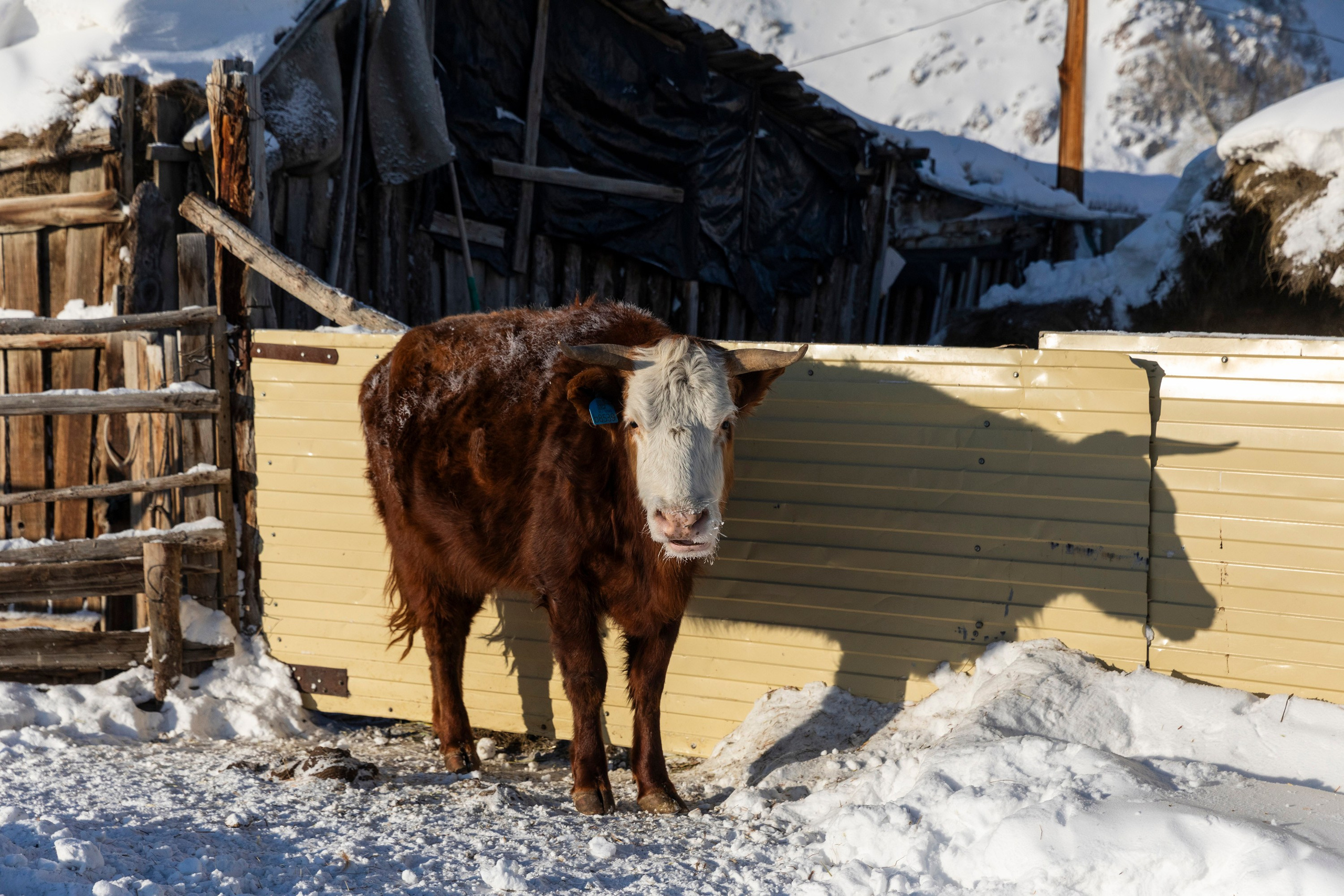 Алтай в декабре. Марина Захарова — Фотограф. Москва / Marina Zakharova — Photographer