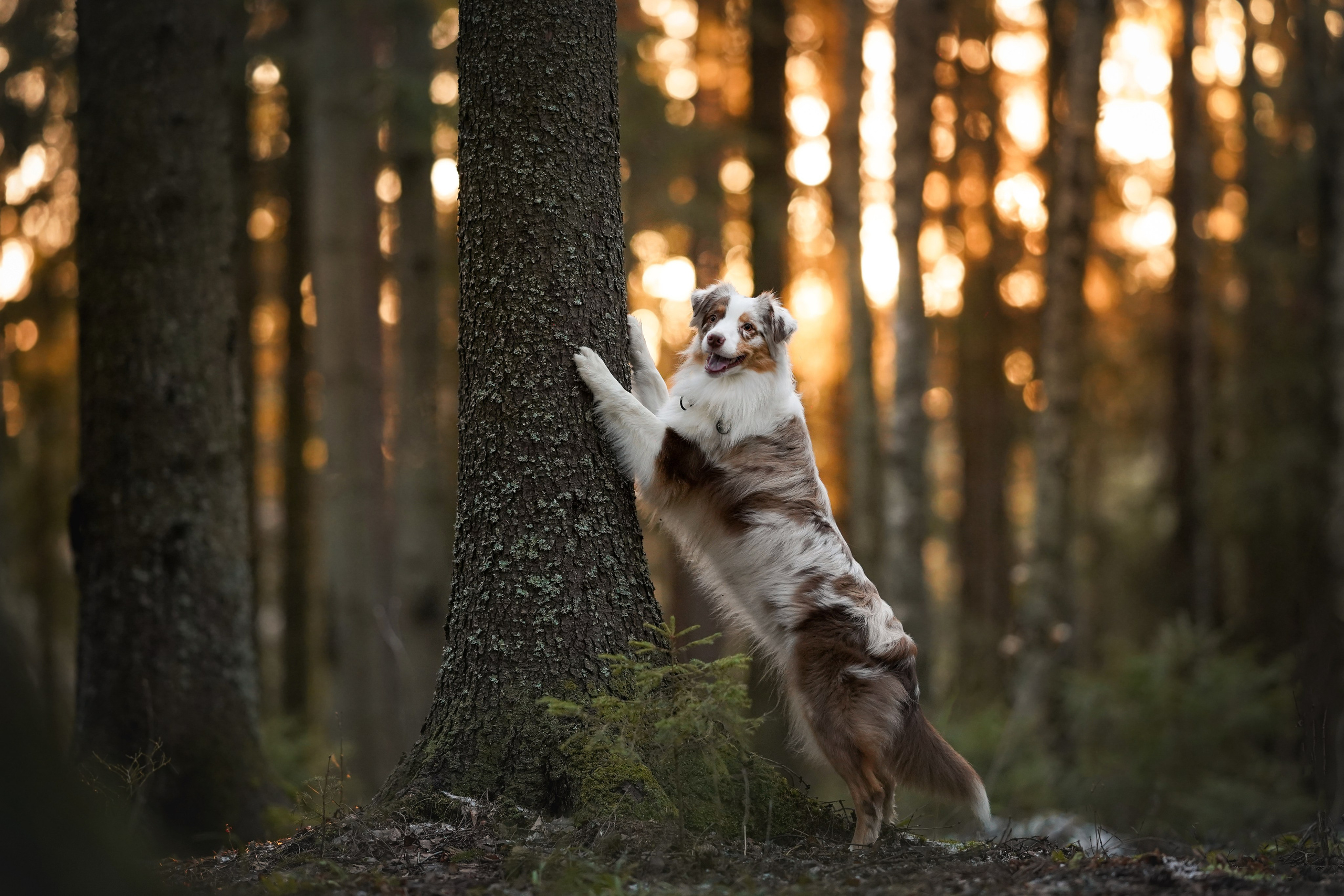 Бэст Айла и Панда. Фотограф-анималист в Санкт-Петербурге Яна Мартынова