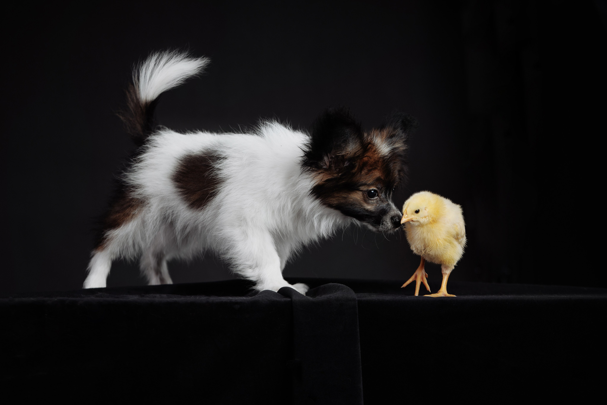 С цыпами. О нас