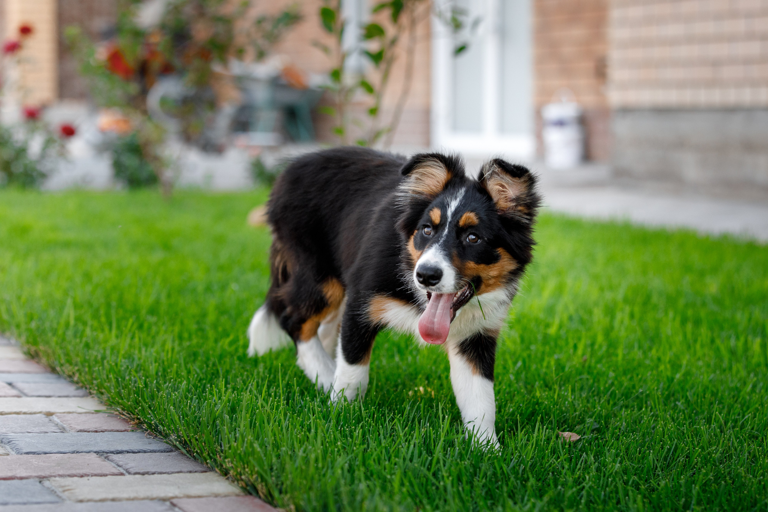 Смешарики. О нас