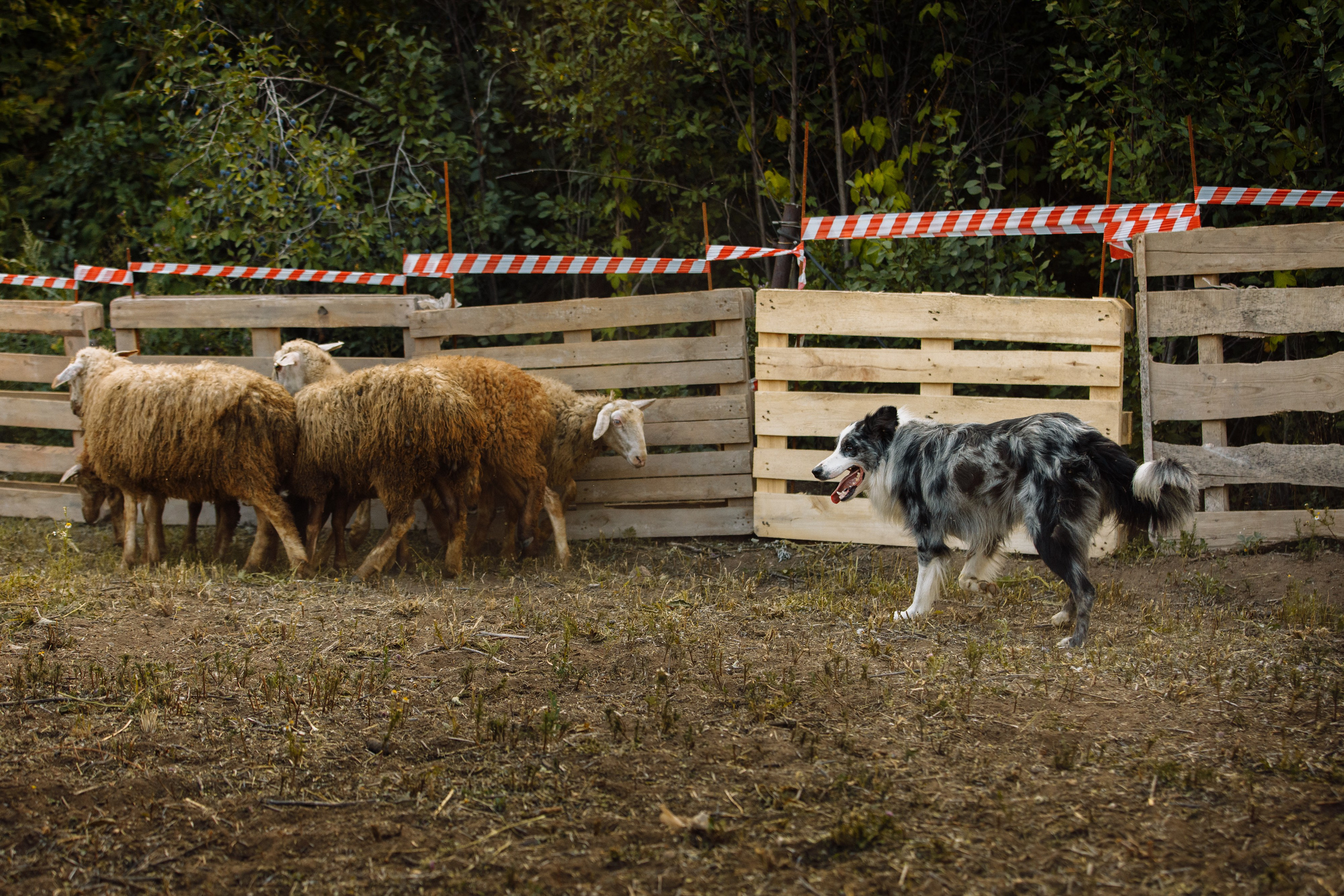 Овечий день. О нас