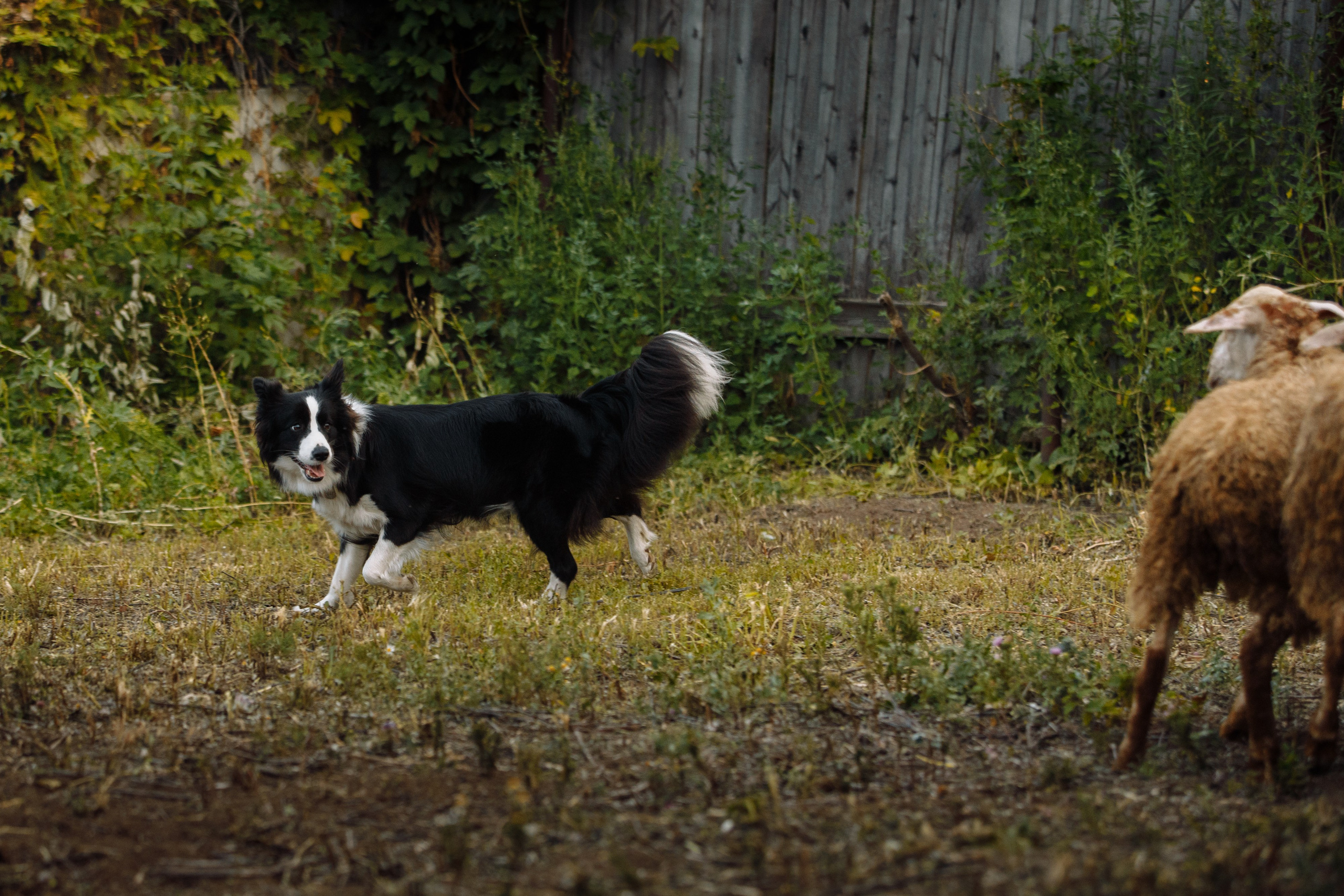 Овечий день. О нас