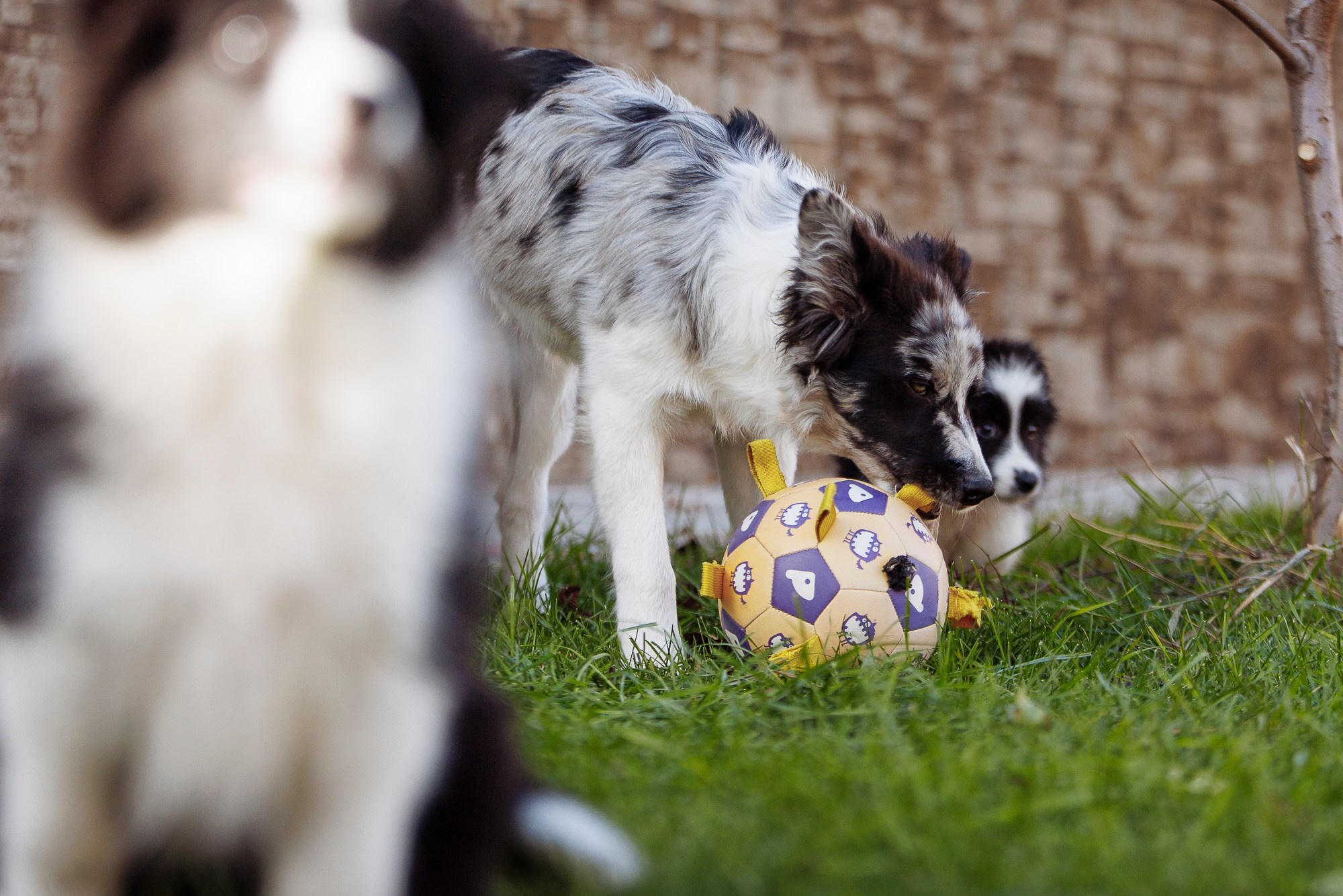 У дома с большой компанией от мала до велика. О нас