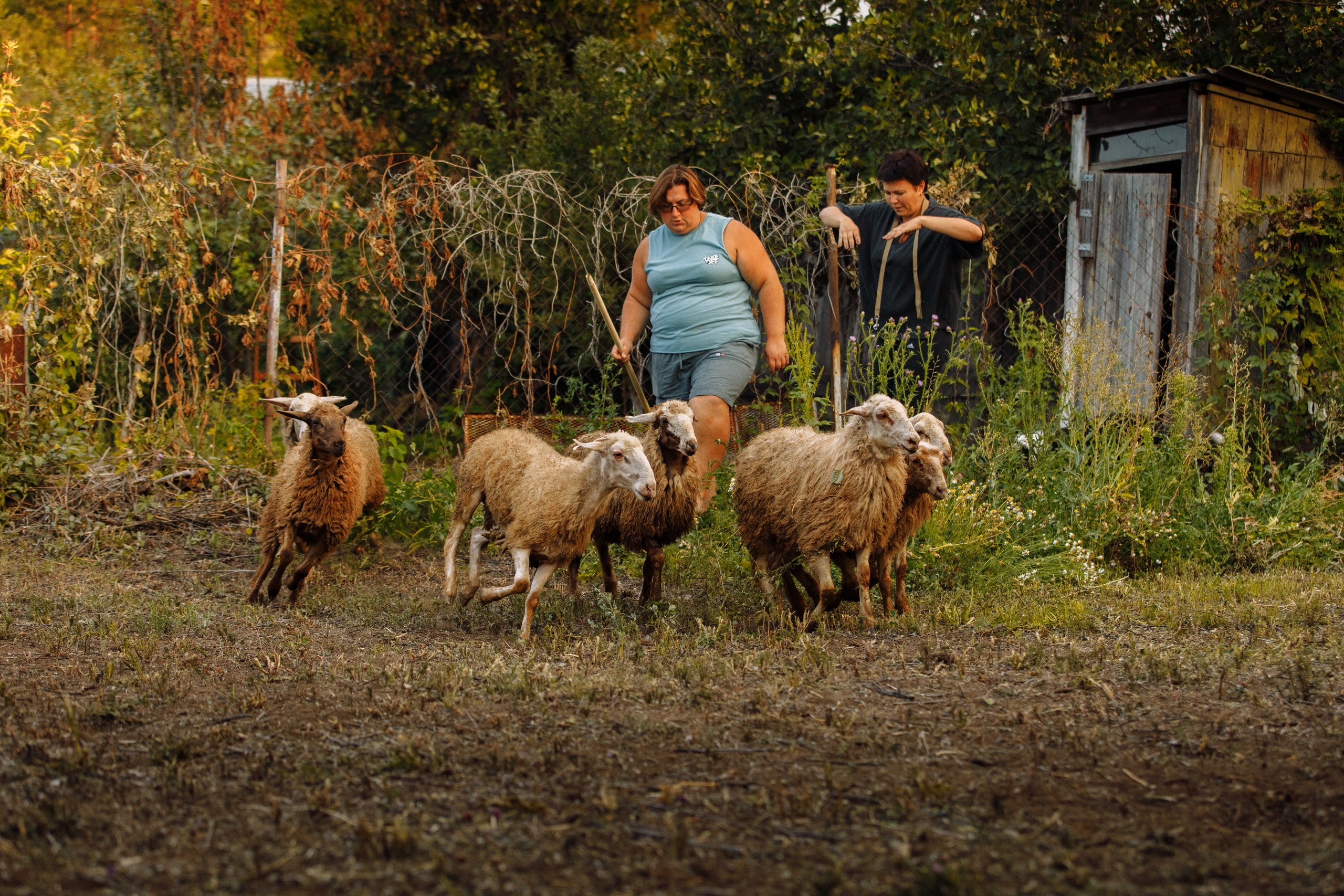 Овечий день. О нас