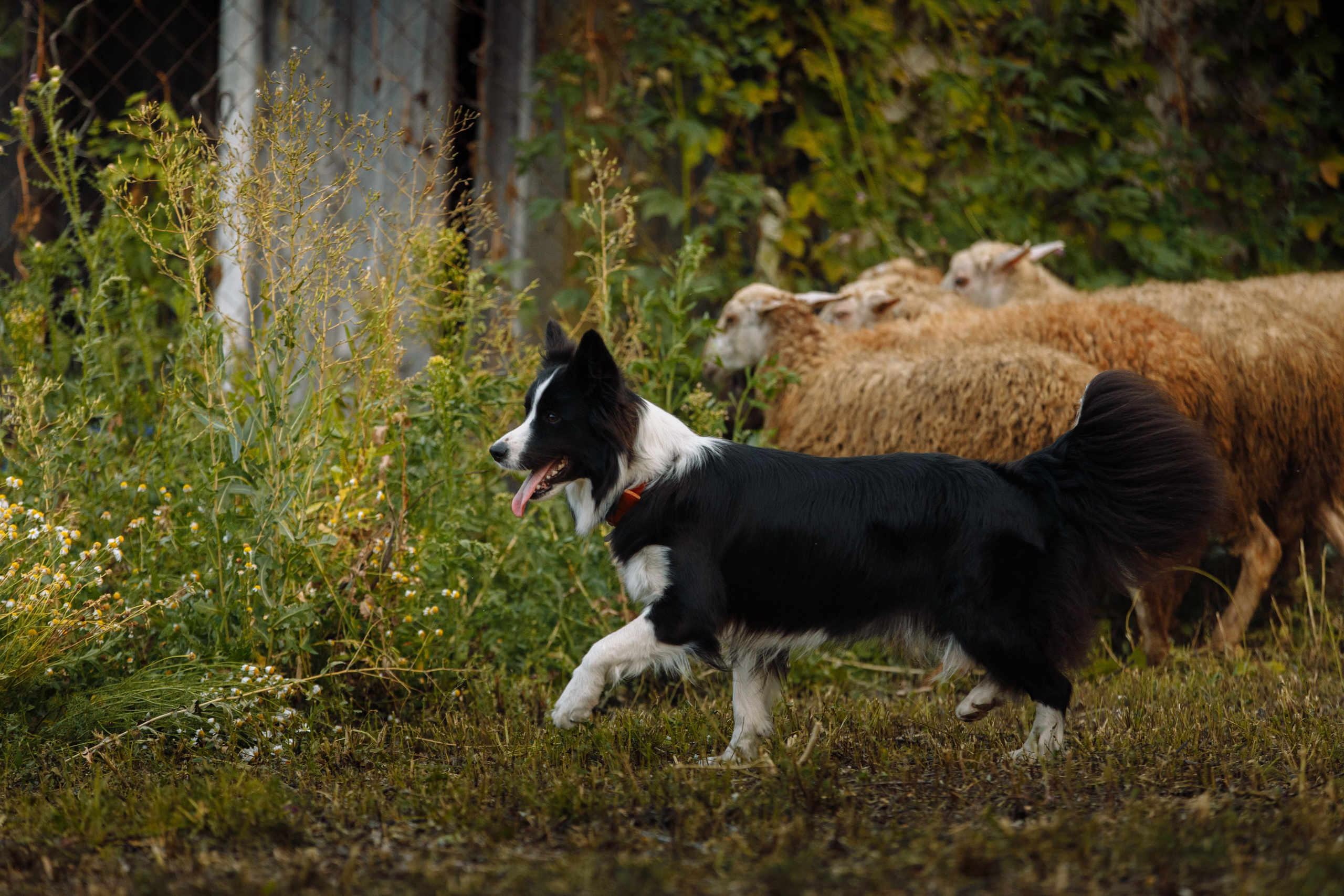 Овечий день. О нас