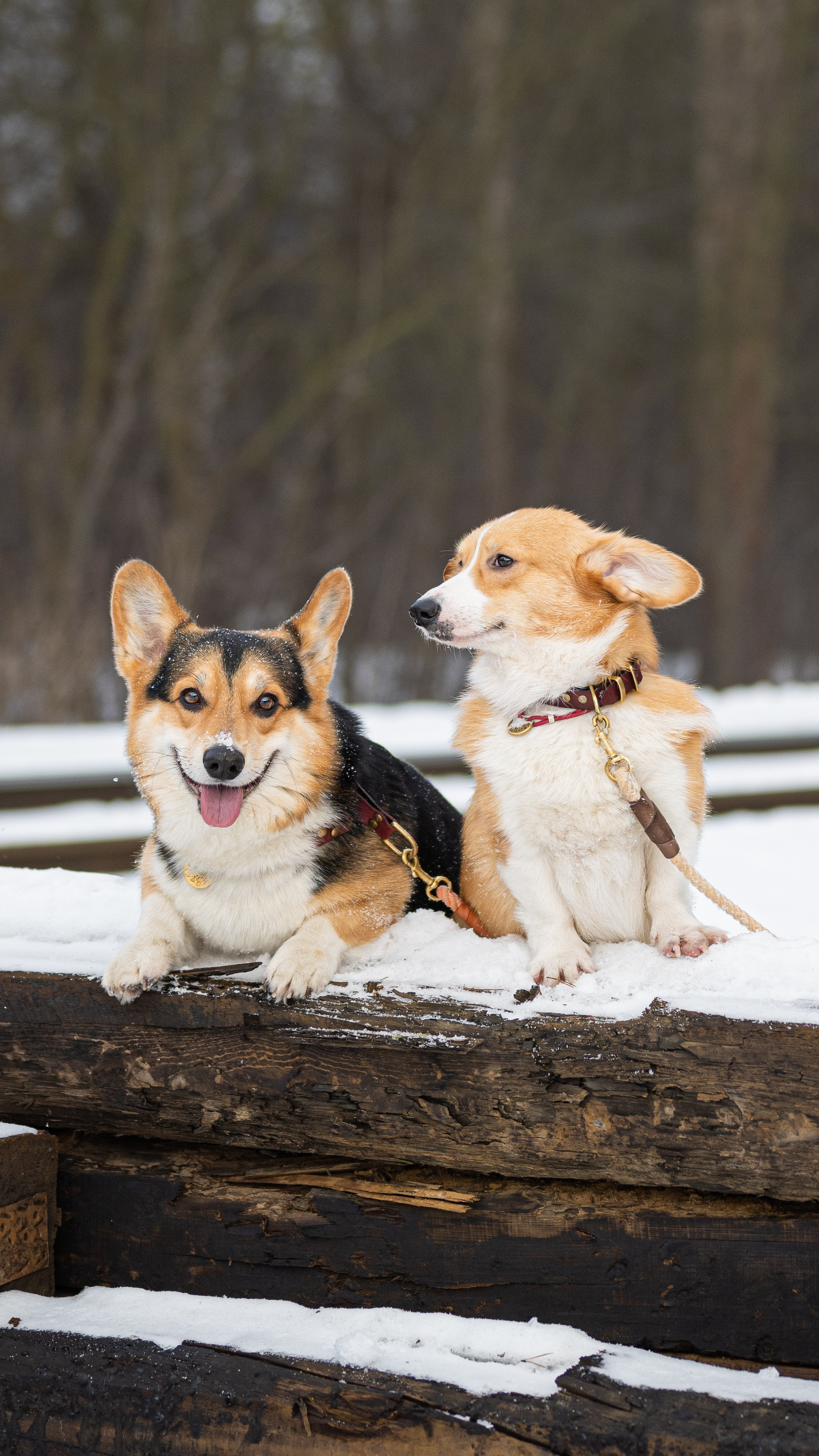Вы и ваши питомцы. Фотограф в Санкт-Петербурге Александра Ладыгина