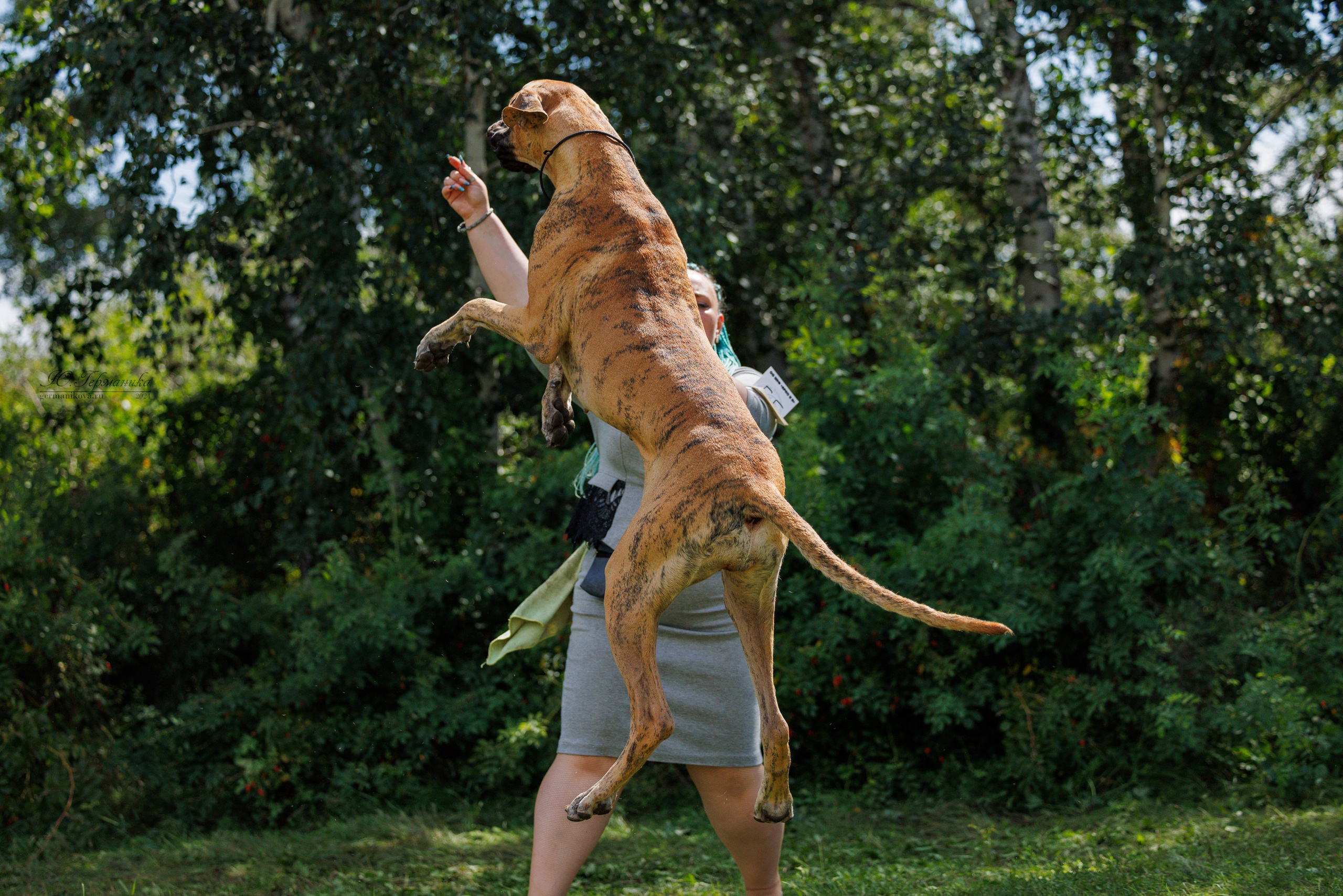 Астана 2хCACIB 17-18.08.2024. Фотограф-анималист Юлия Германика