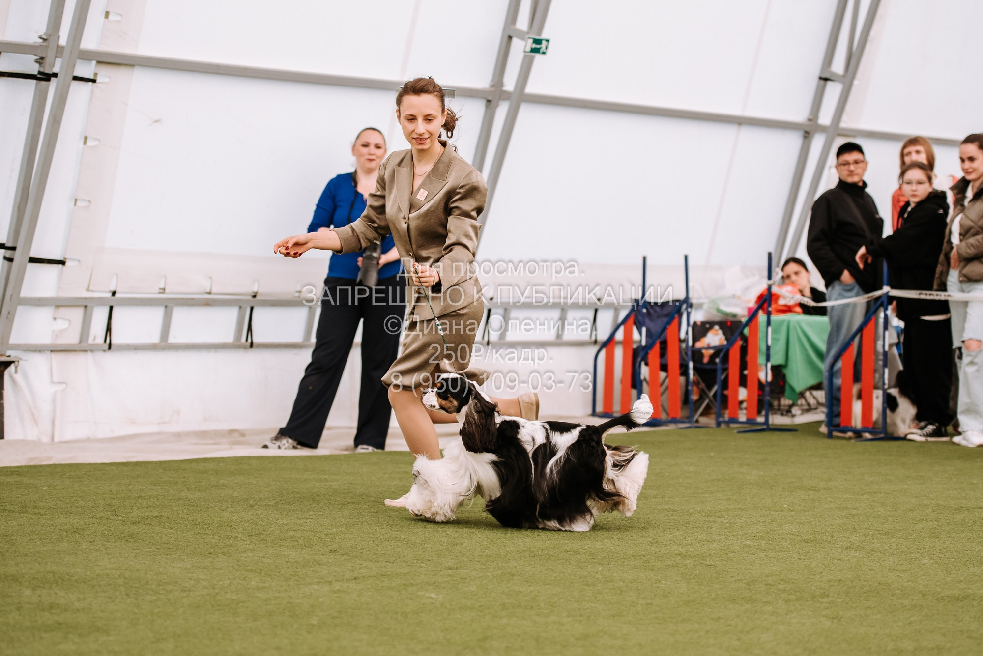 Выставка собак Красноярск 2.06. Фотограф Диана Оленина Красноярск / Братск