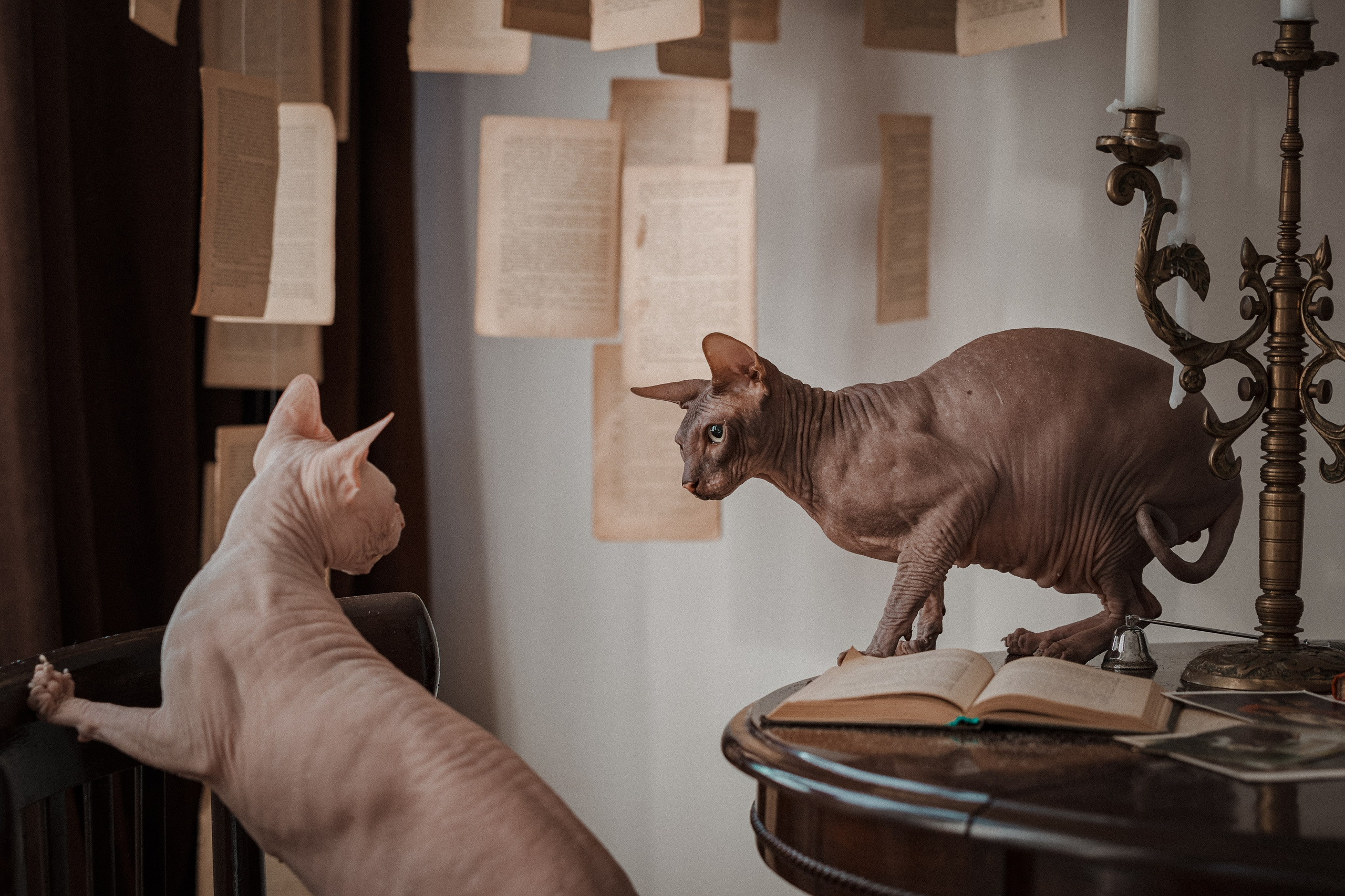 Мария, коты Рамсик и Вася. Фотограф анималист в Казани Алина Сулейманова. Фотограф животных