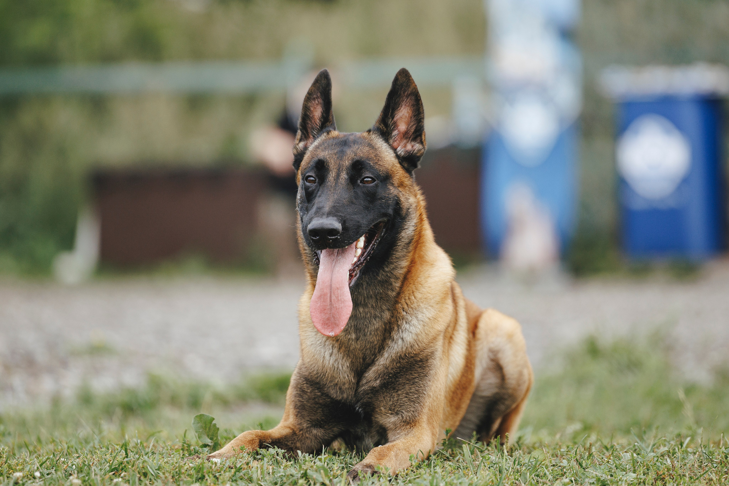 08.08.25-10.08.25 ЧР по мондьорингу г. Вологда. Фотограф-анималист Анна Маринич