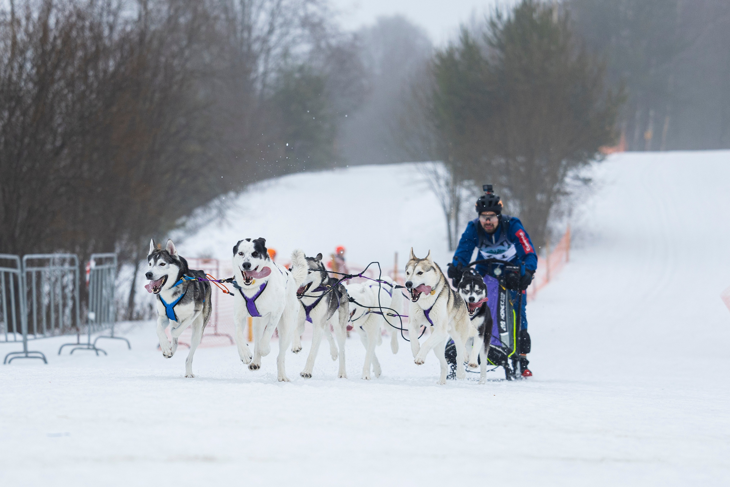 Зимний Чемпионат Санкт-Петербурга по ездовому спорту. Фотограф-анималист Анна Маринич
