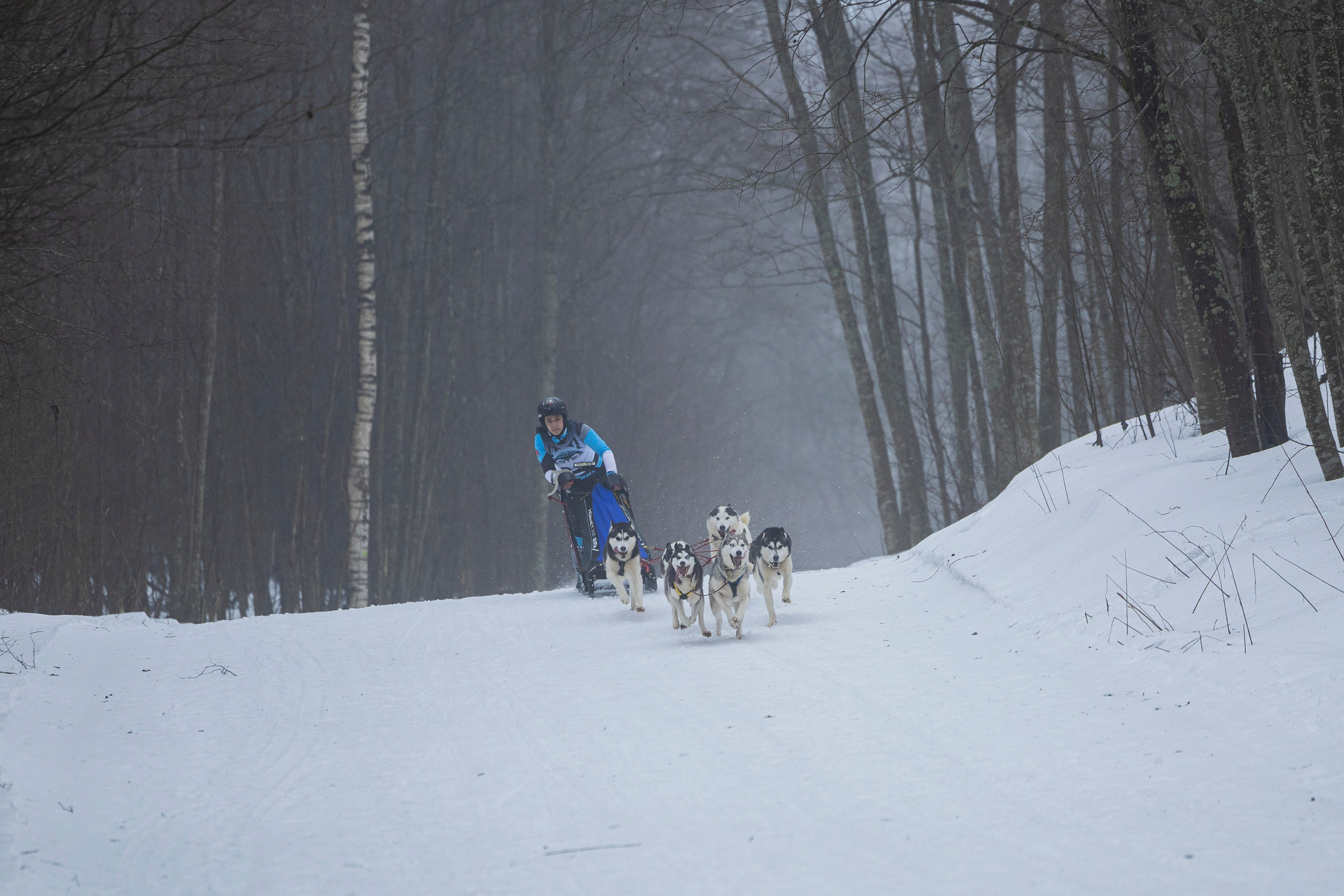 Зимний Чемпионат Санкт-Петербурга по ездовому спорту. Фотограф-анималист Анна Маринич