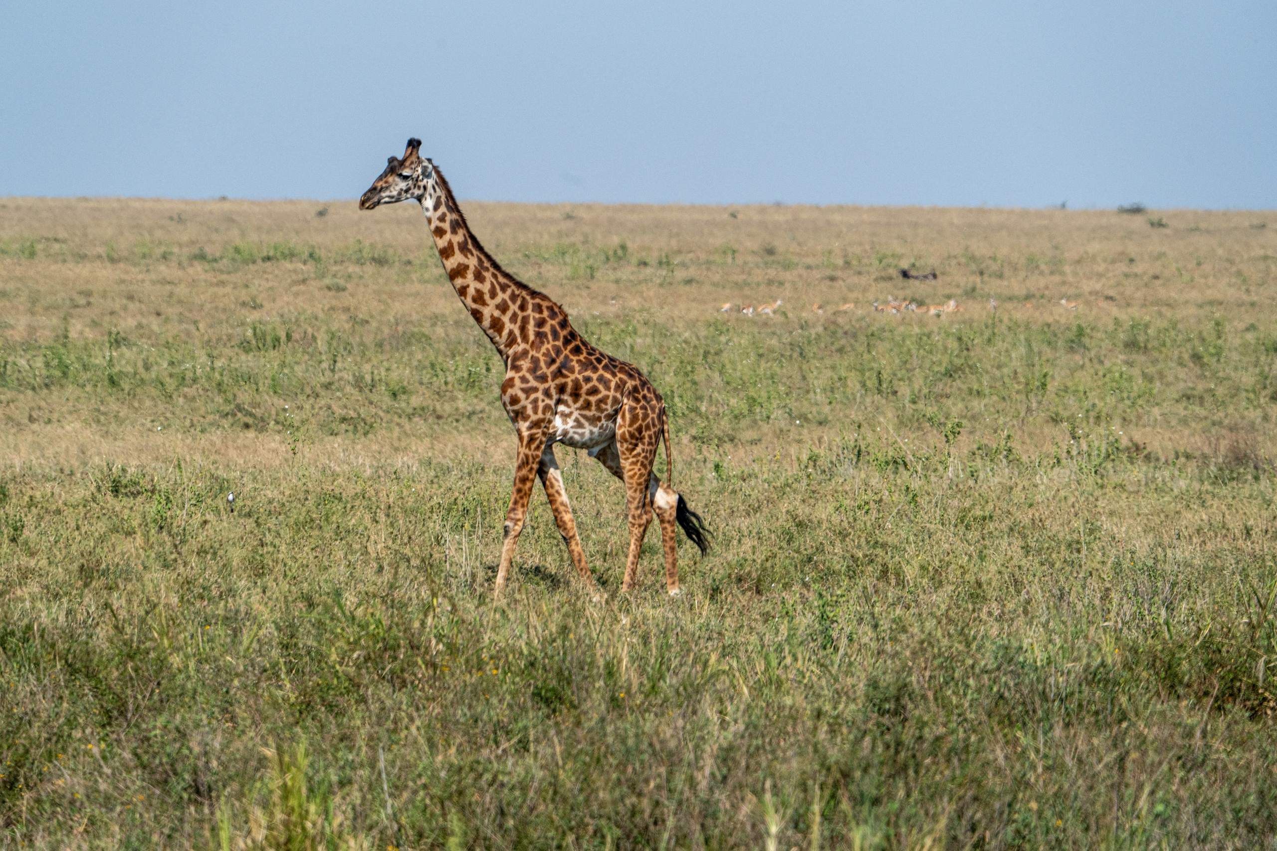 Танзания, сафари, 2025. Творческие сьемки