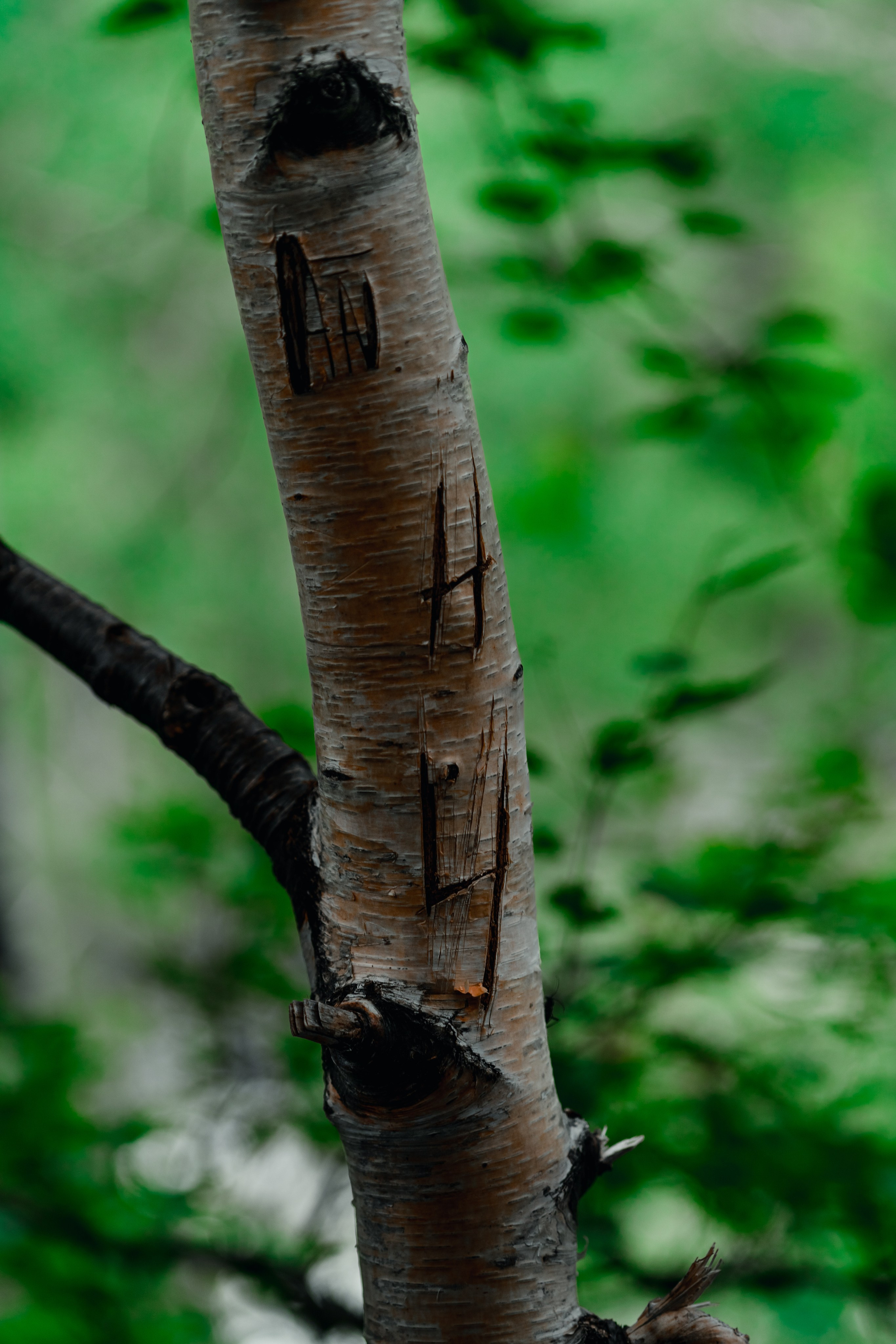 Алтай. Оператор и Фотограф в Санкт-Петербурге и Москве