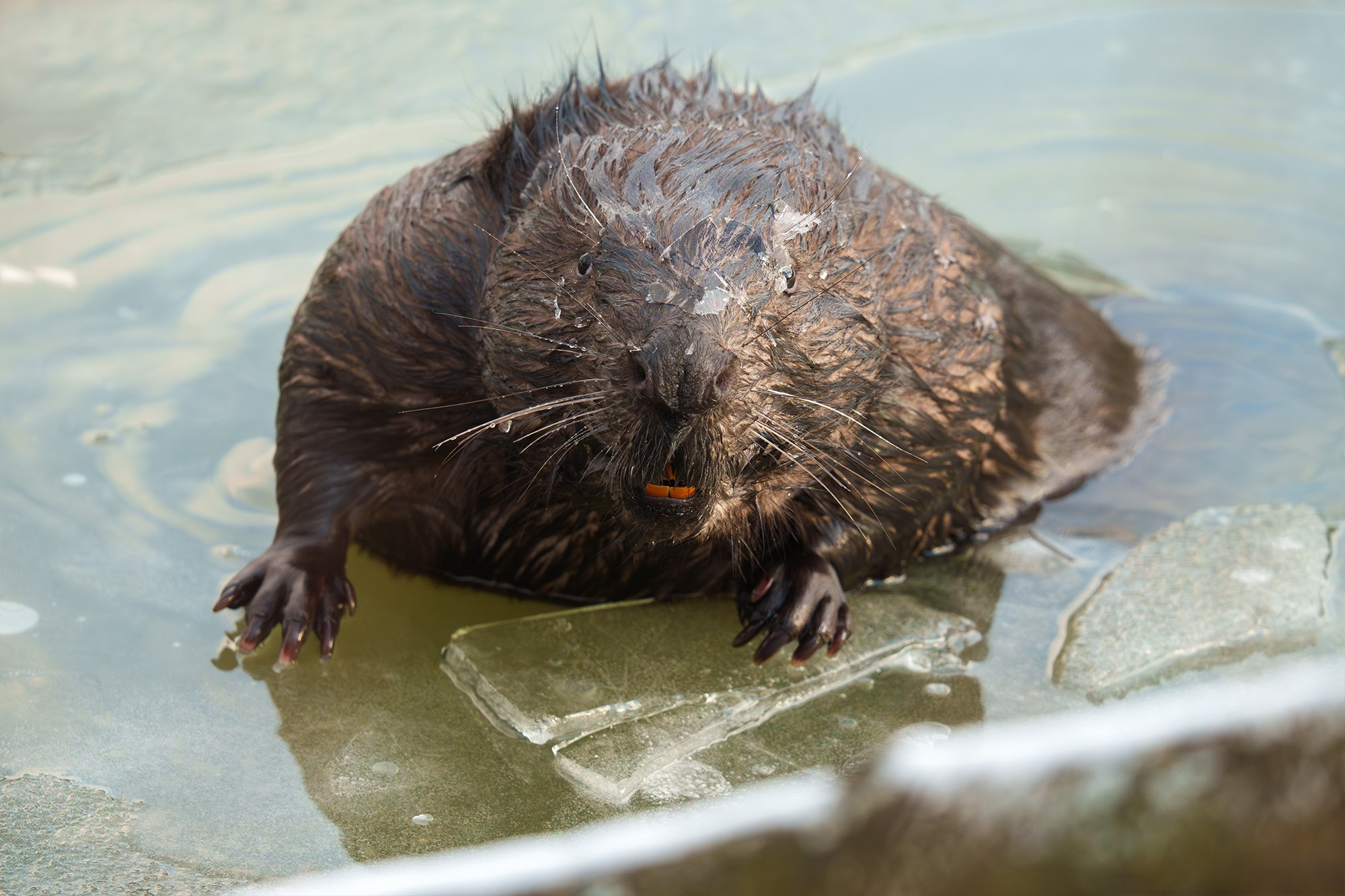 Животные. Ваш личный фотограф Марина Волкова
