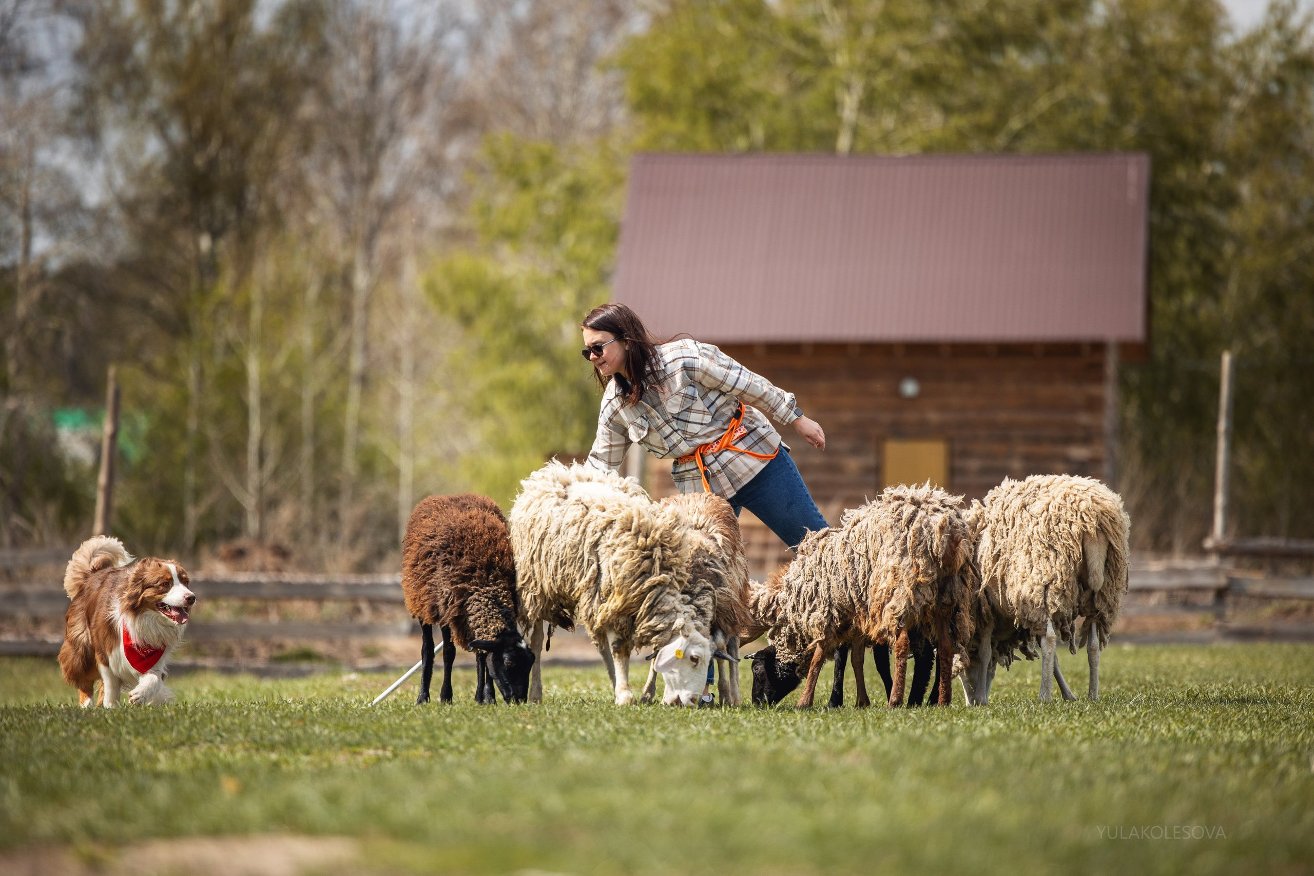 Аусси день 15.05.2024. YULA KOLESOVA | Фотограф — Анималист | Художник | Тюмень