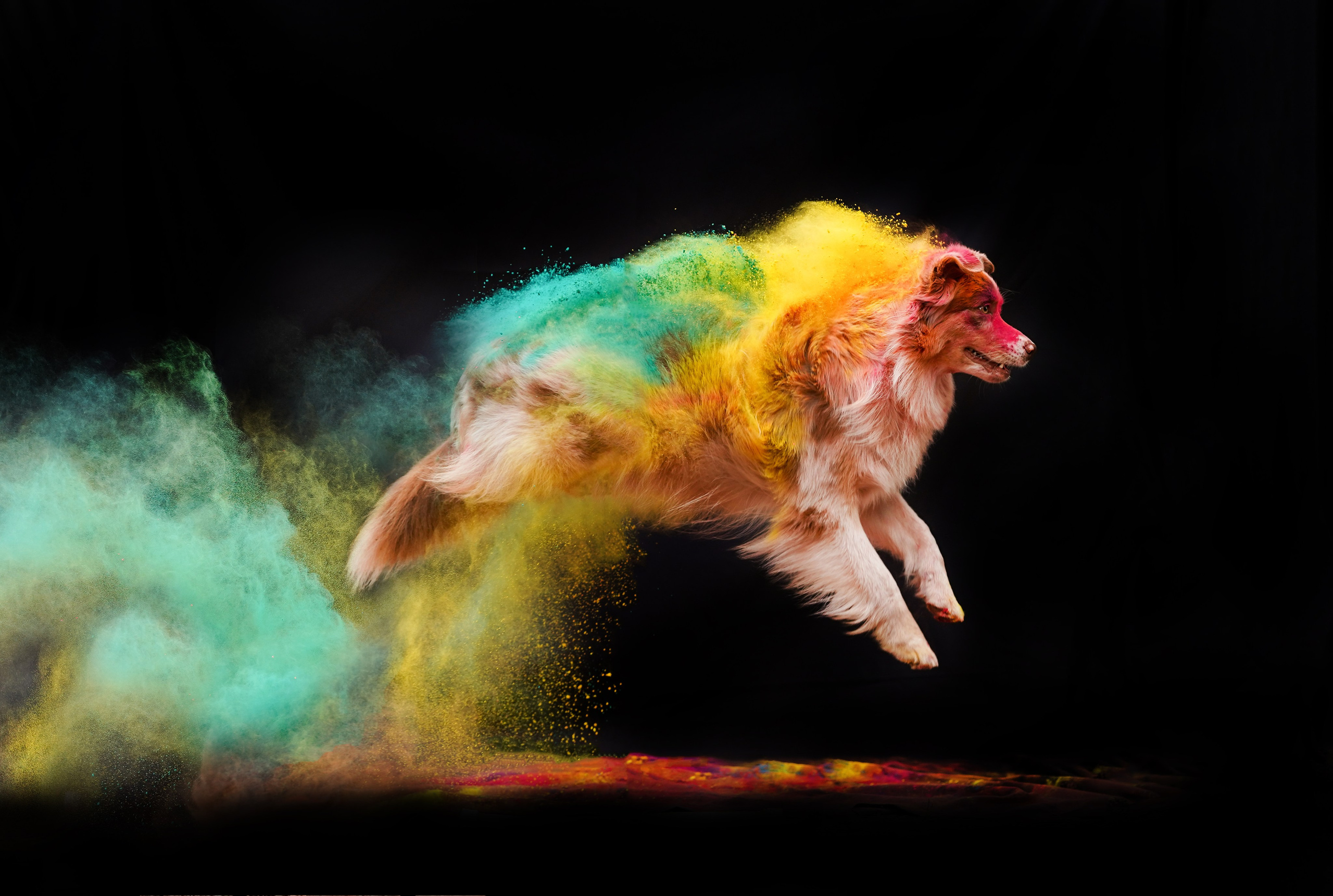 Панда и краски Холи. Фотограф-анималист в Санкт-Петербурге Яна Мартынова