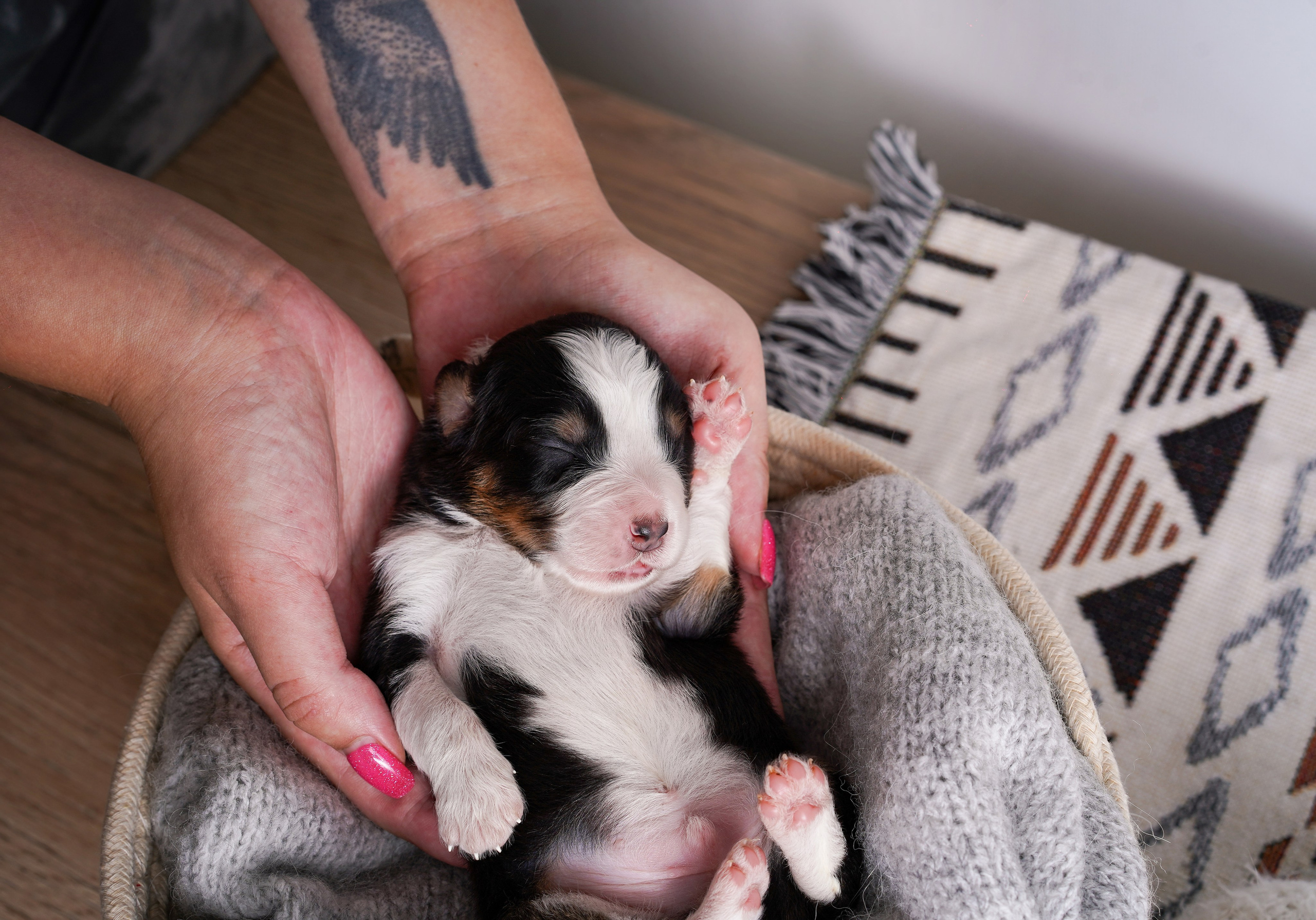 Щенки аусси. Фотограф-анималист в Санкт-Петербурге Яна Мартынова