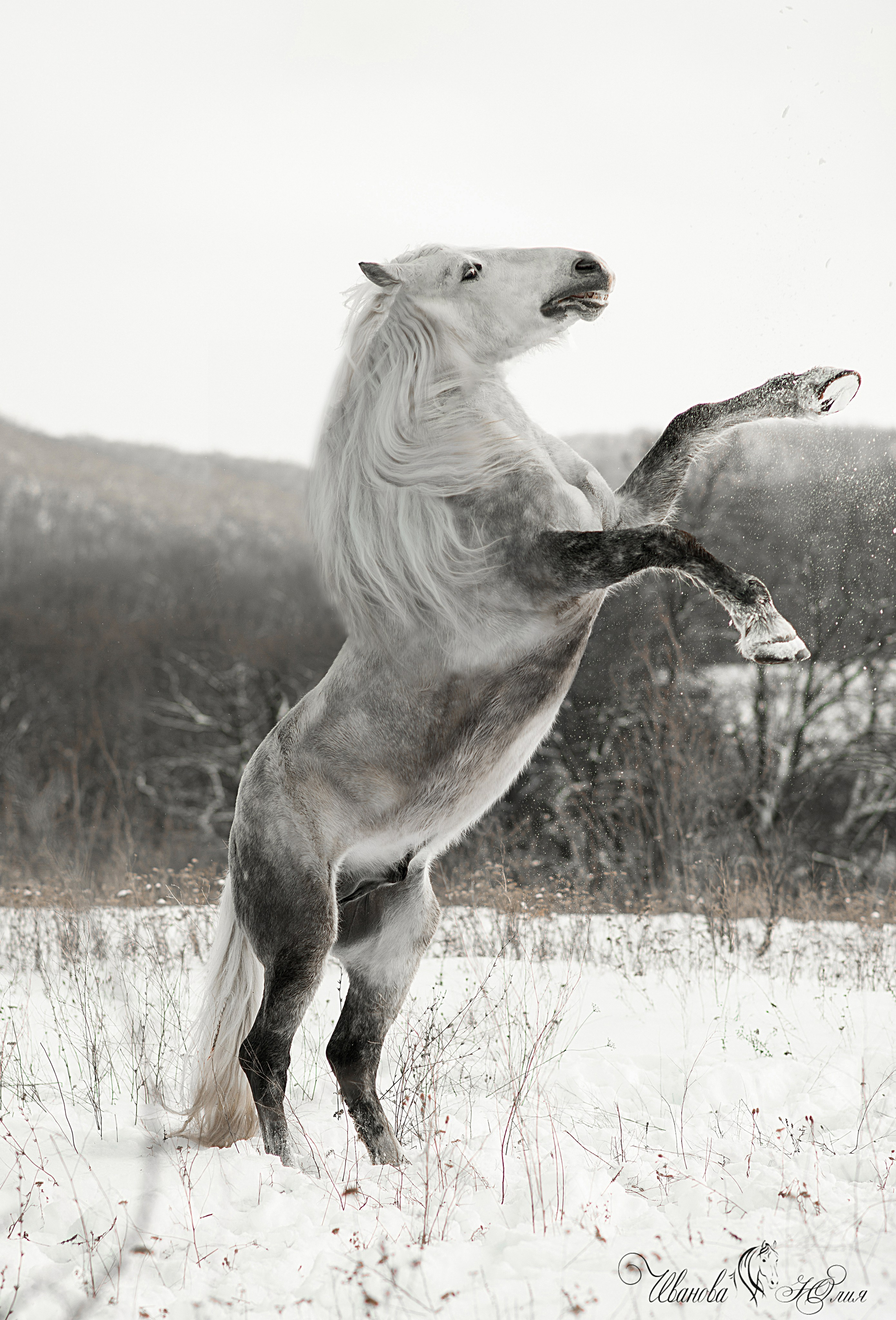 Лошади. Конный фотограф в Саратове Юлия Иванова