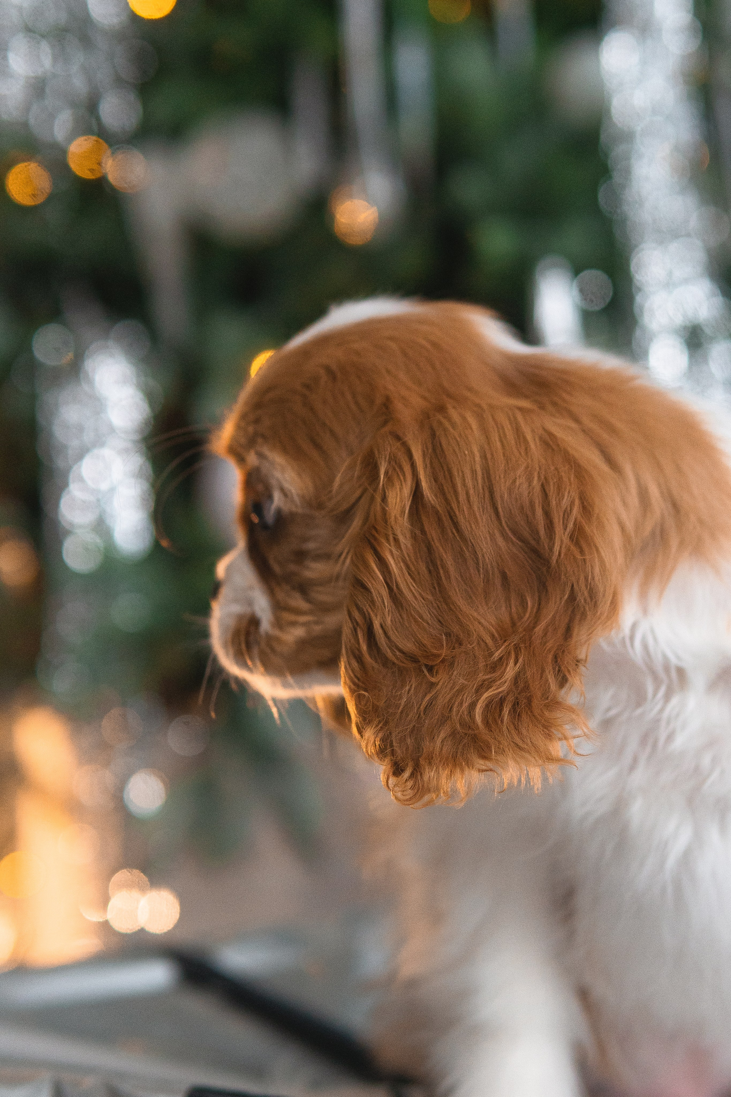 Belle Destino (питомник): новогодняя история. Портретный и репортажный фотограф в Воронеже: Анастасия Пузикова