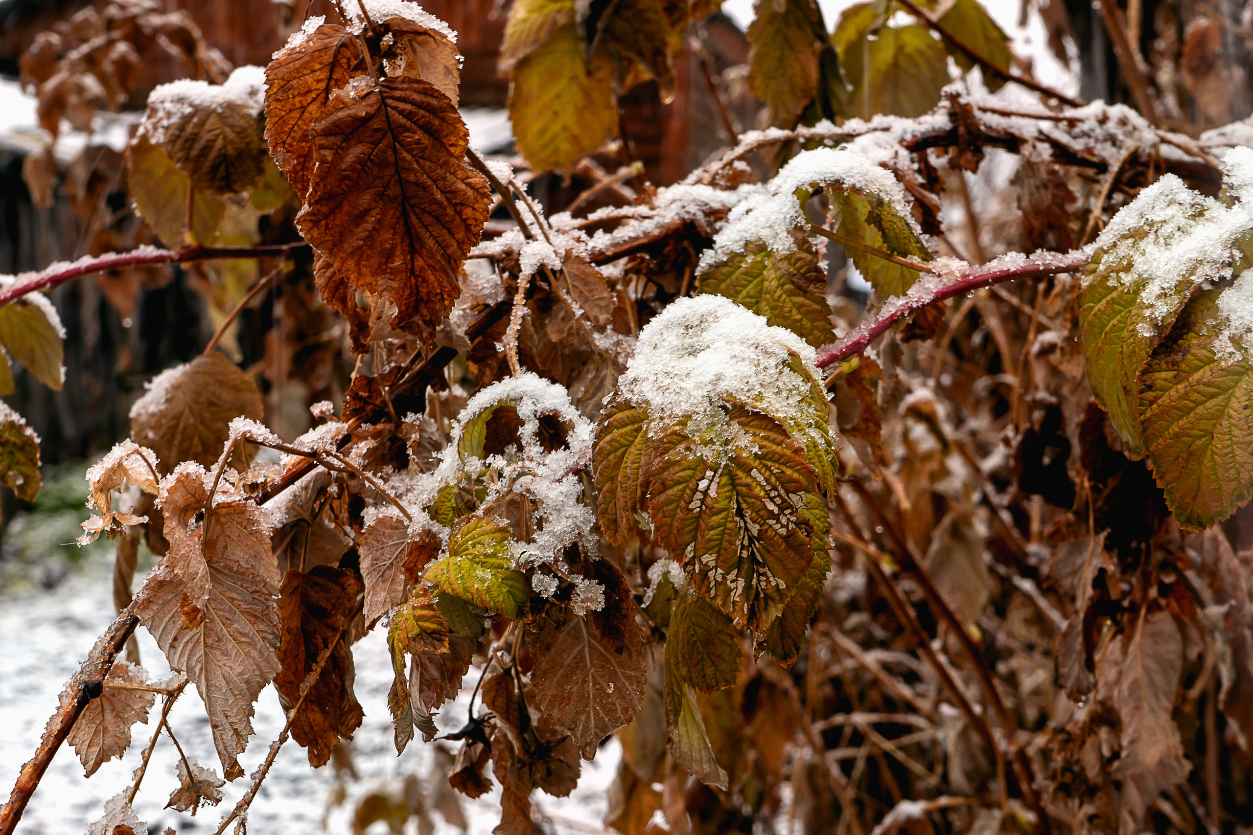 Осень. Фотограф Ворошилов Дмитрий. Эссо. Камчатка