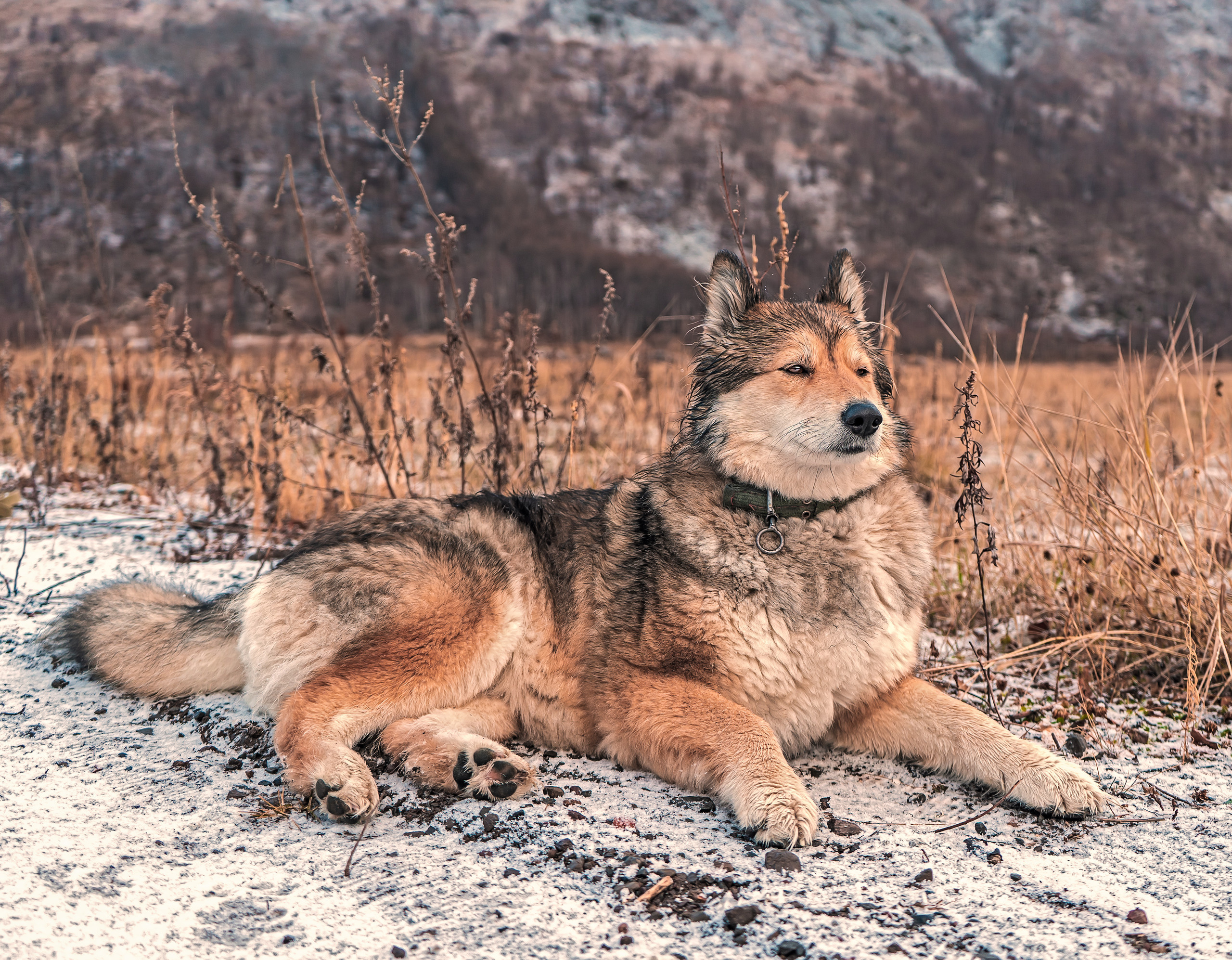 фото собаки