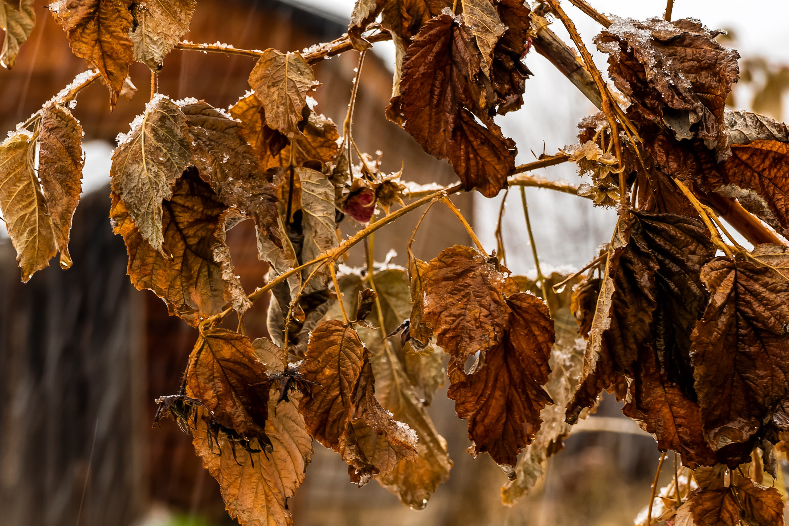 Осень. Фотограф Ворошилов Дмитрий. Эссо. Камчатка