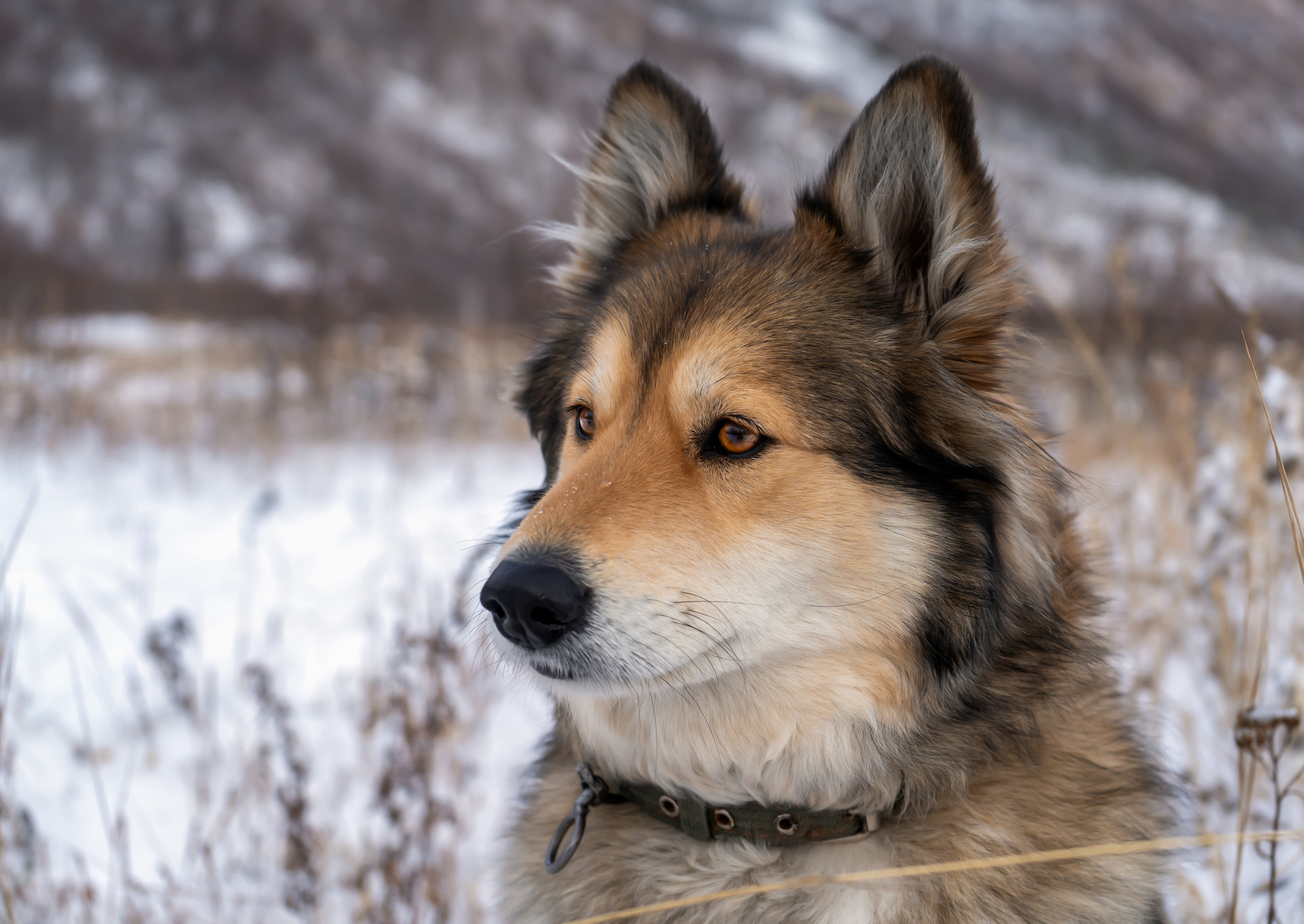 Моя Найда. Фотограф Ворошилов Дмитрий. Эссо. Камчатка