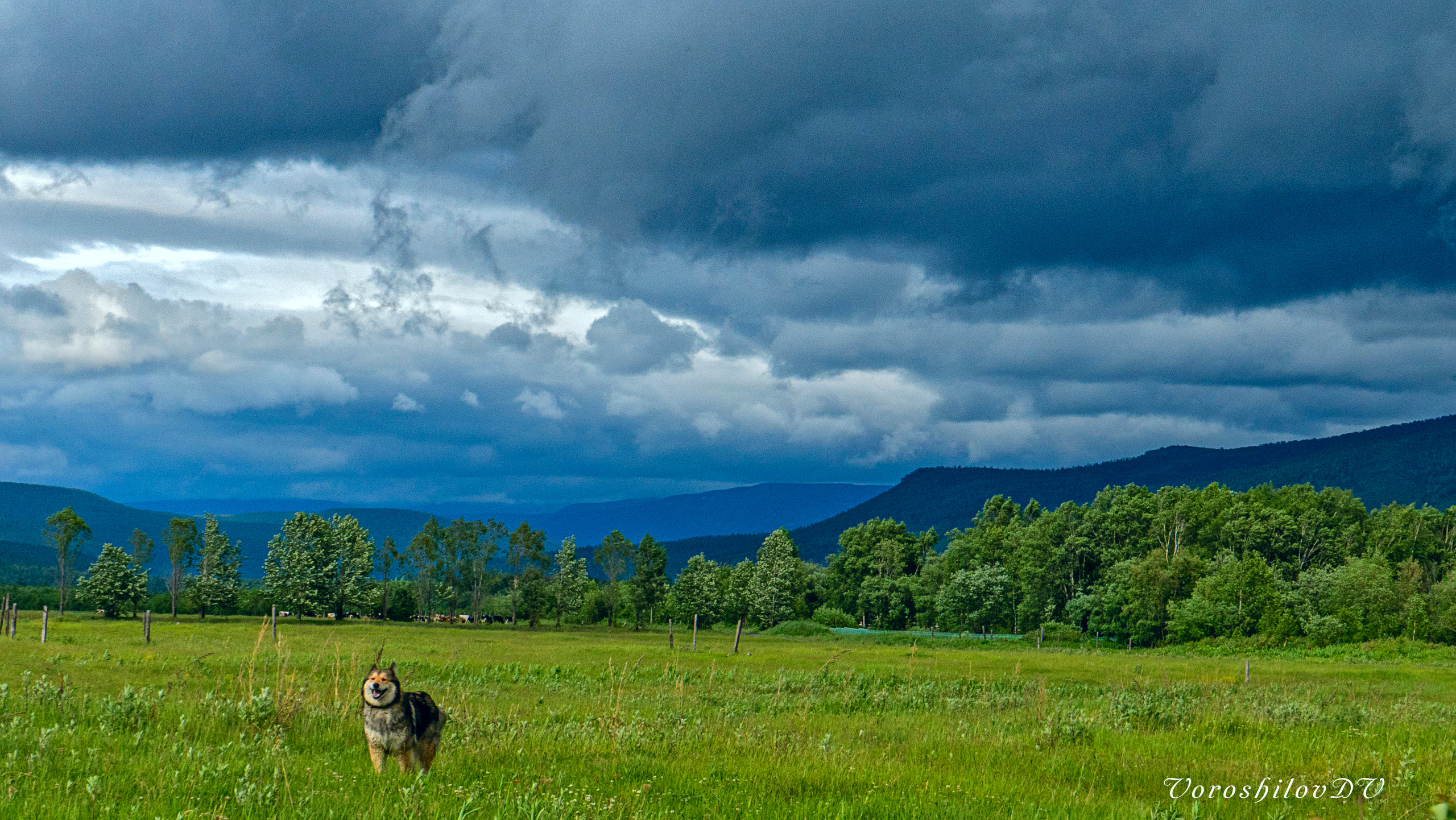 фото собаки