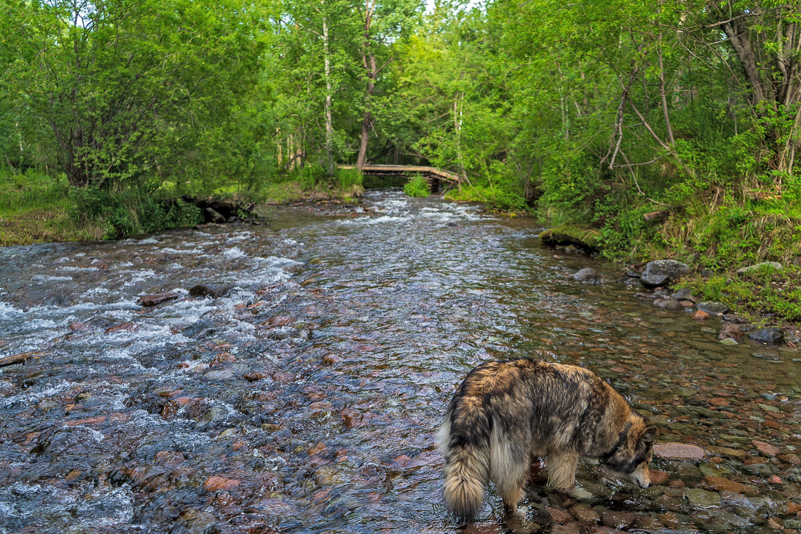 Лето. Фотограф Ворошилов Дмитрий. Эссо. Камчатка