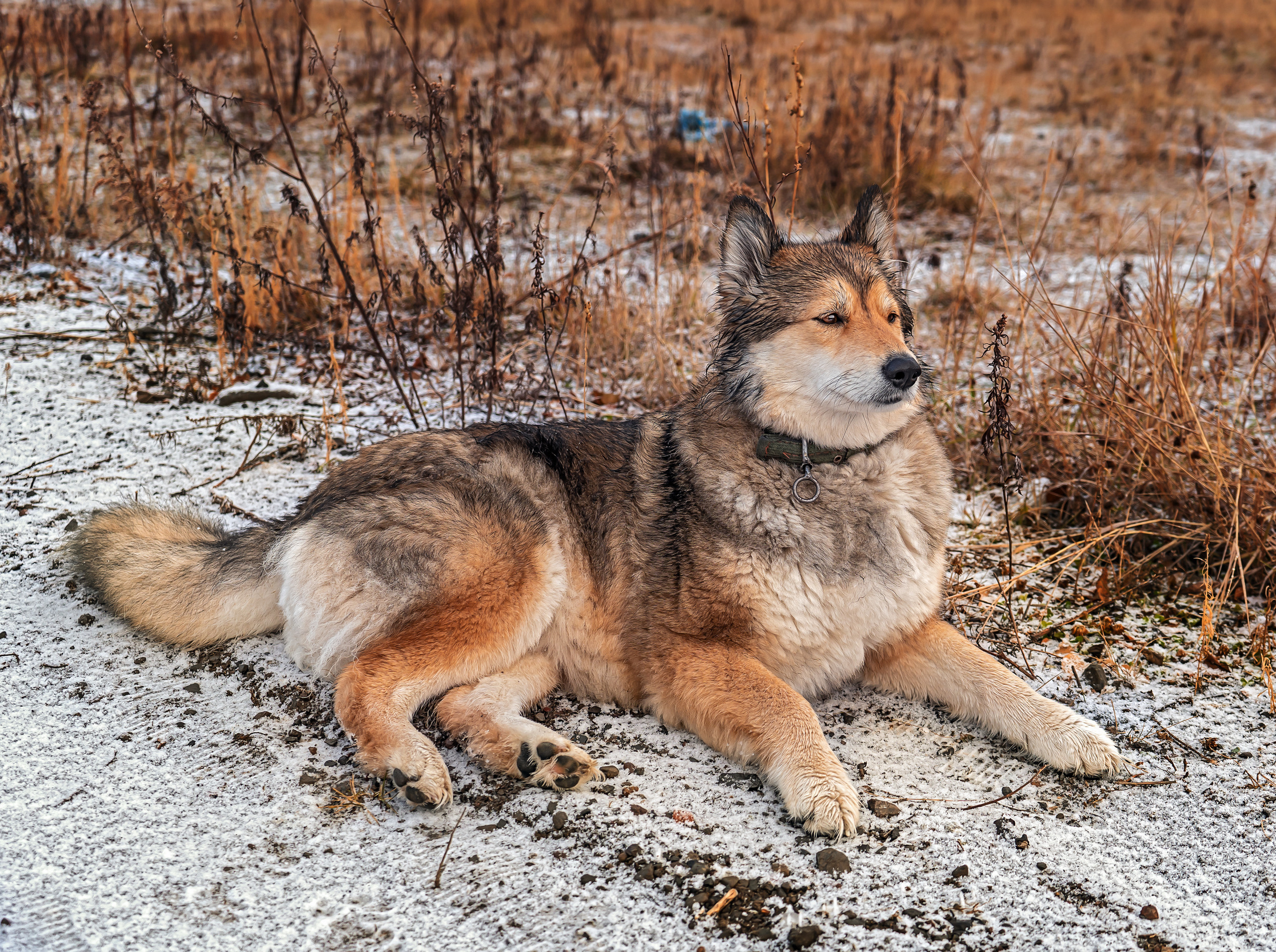 фото собаки