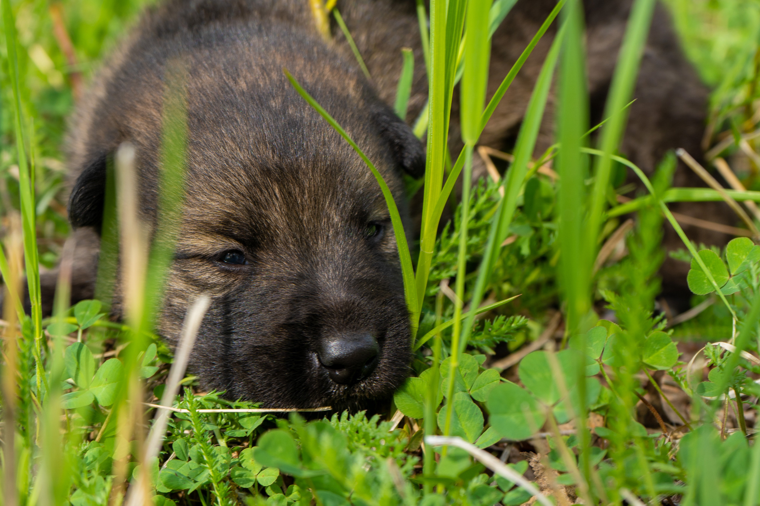 фото собаки